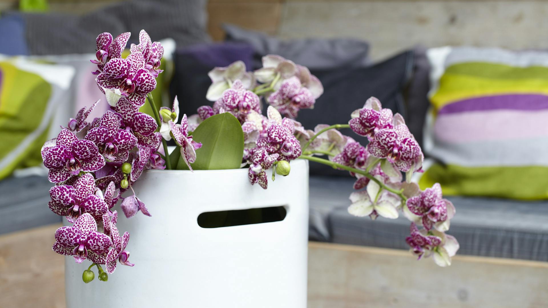 Eine prächtig blühende Orchidee steht in einer weißen Vase.