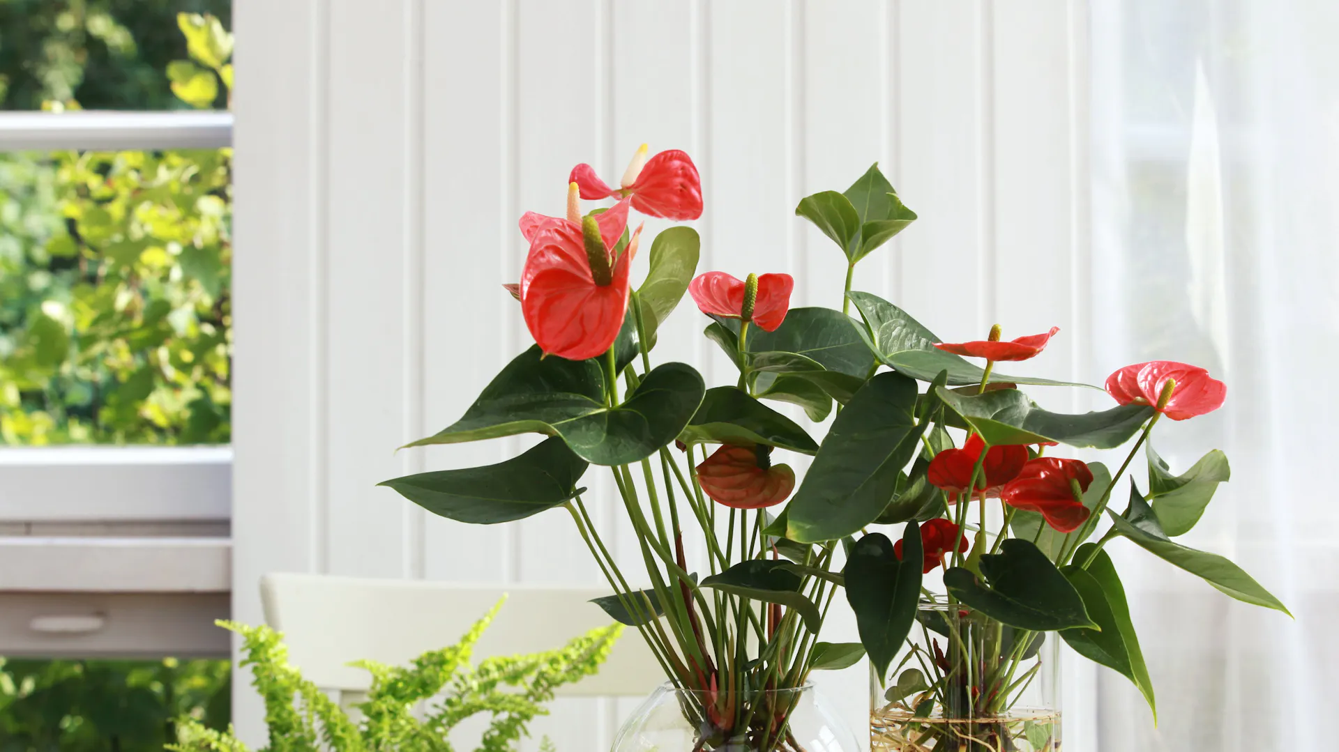 Zwei rot blühende Flamingoblumen.