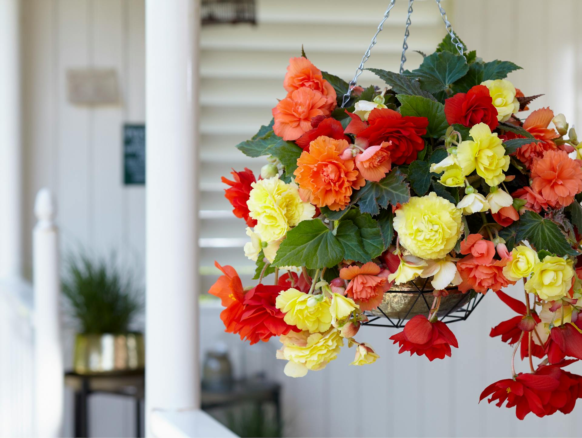 Begonie in un vaso sospeso sul balcone