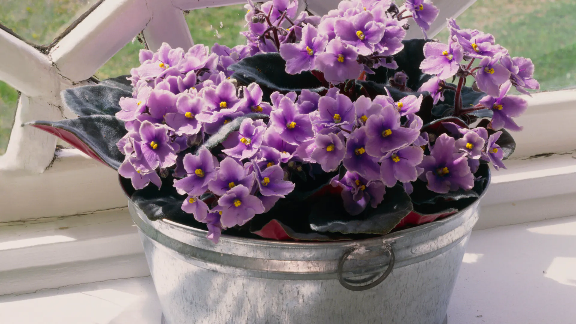Ein violettes Usambaraveilchen steht am Fenster.