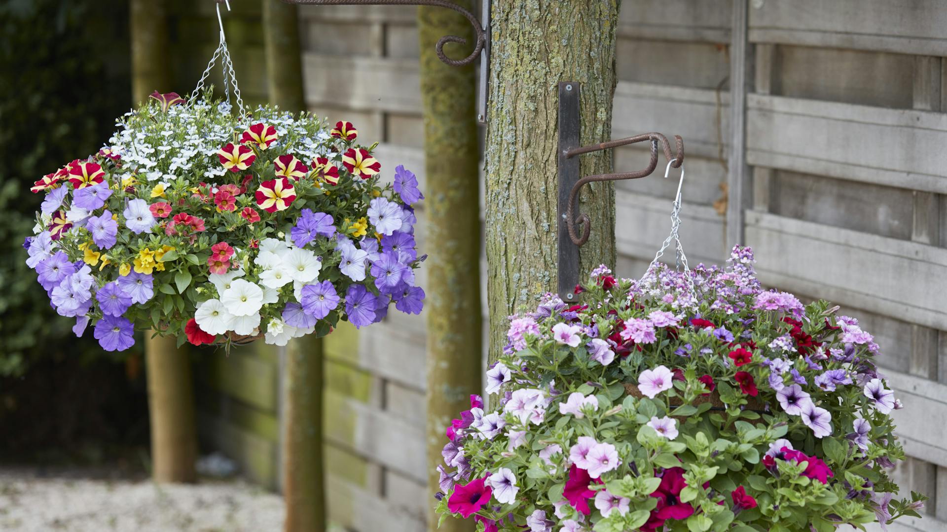 Zwei hängende, bepflanzte Blumenampeln