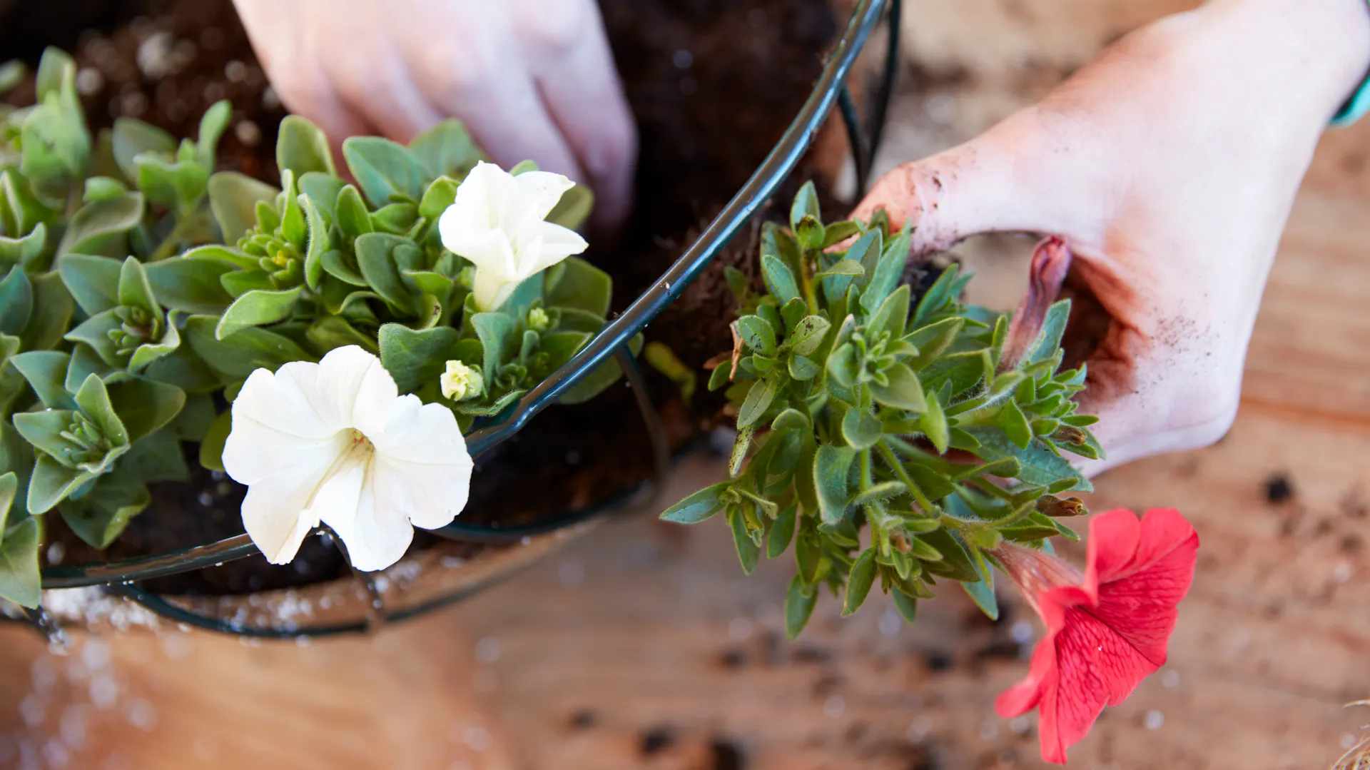 Blumenampel mit Blumen
