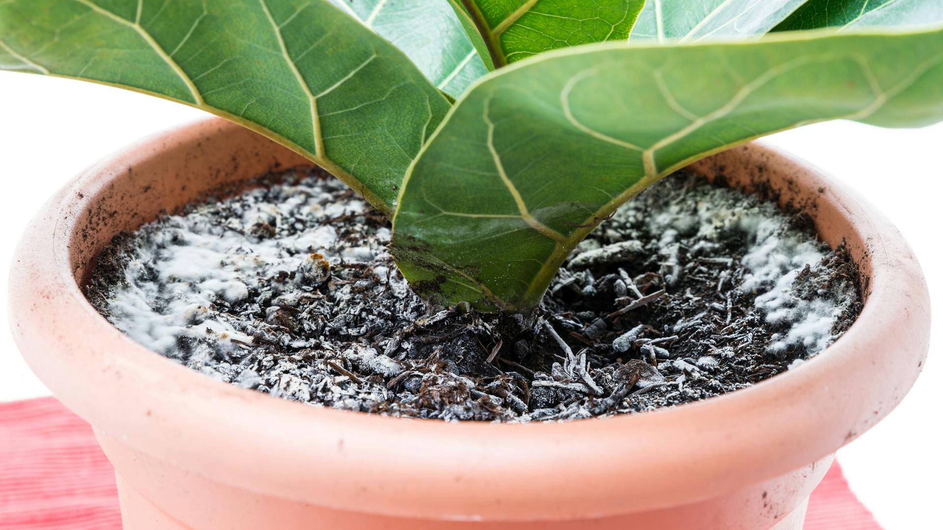 Schimmelnde Blumenerde.