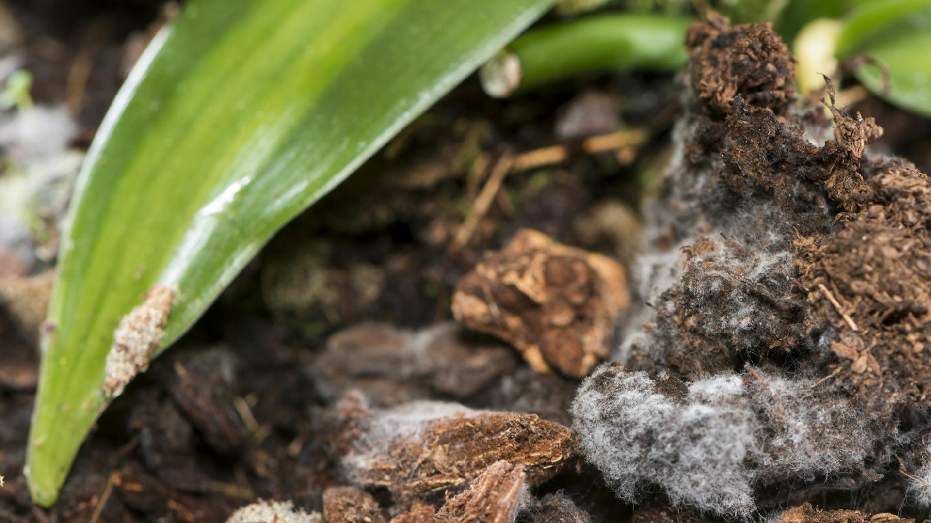 Auf Blumenerde hat sich Schimmel gebildet.