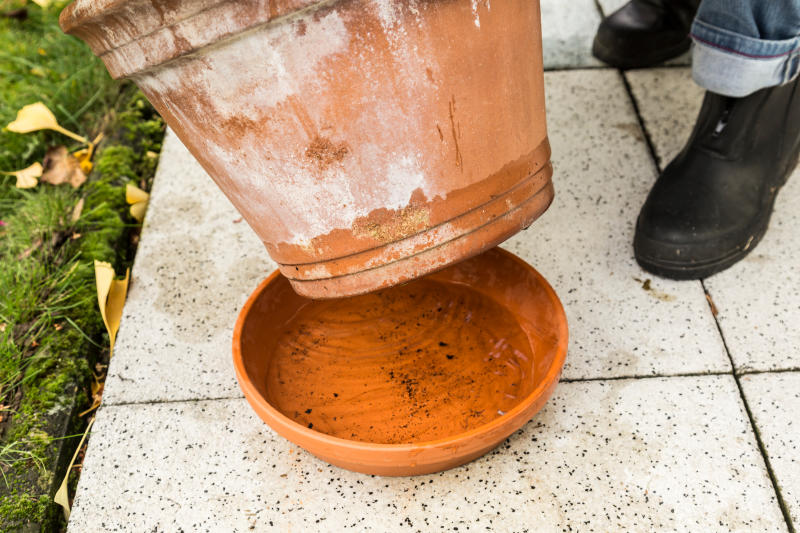 Blumenerde schimmelt Was tun bei Pilzbefall? OBI