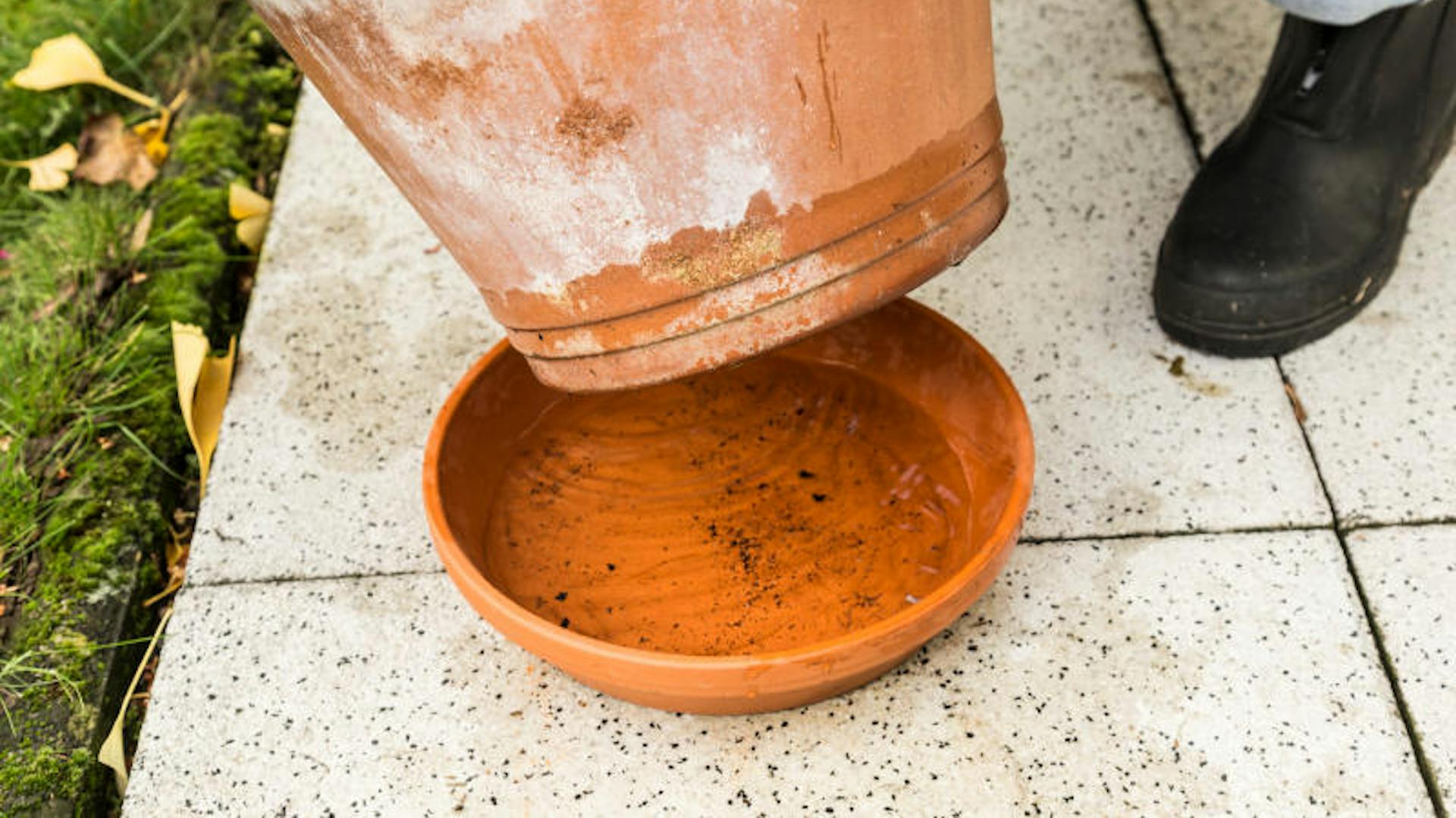 Blumentopf und ein mit Wasser gefüllter Untersetzer.