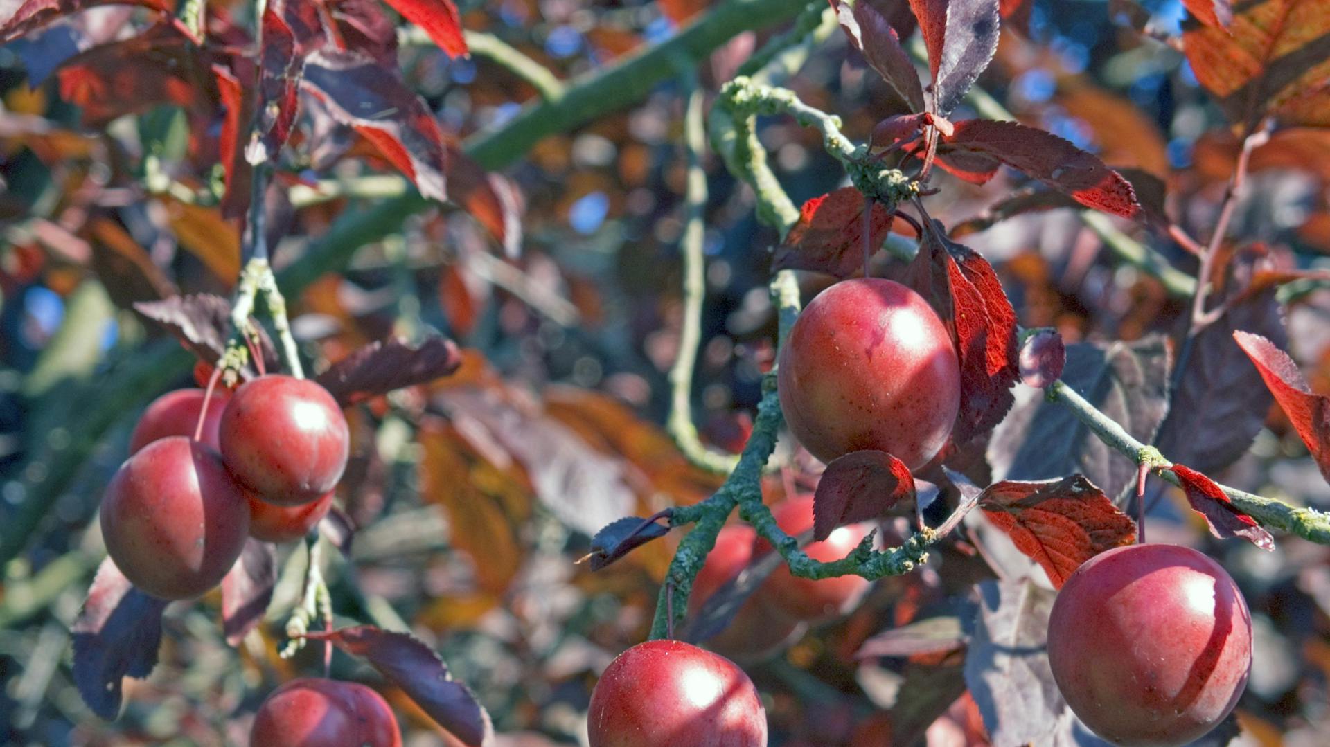 Rotblättrige Äste einer Blutpflaume mit runden, roten Früchten