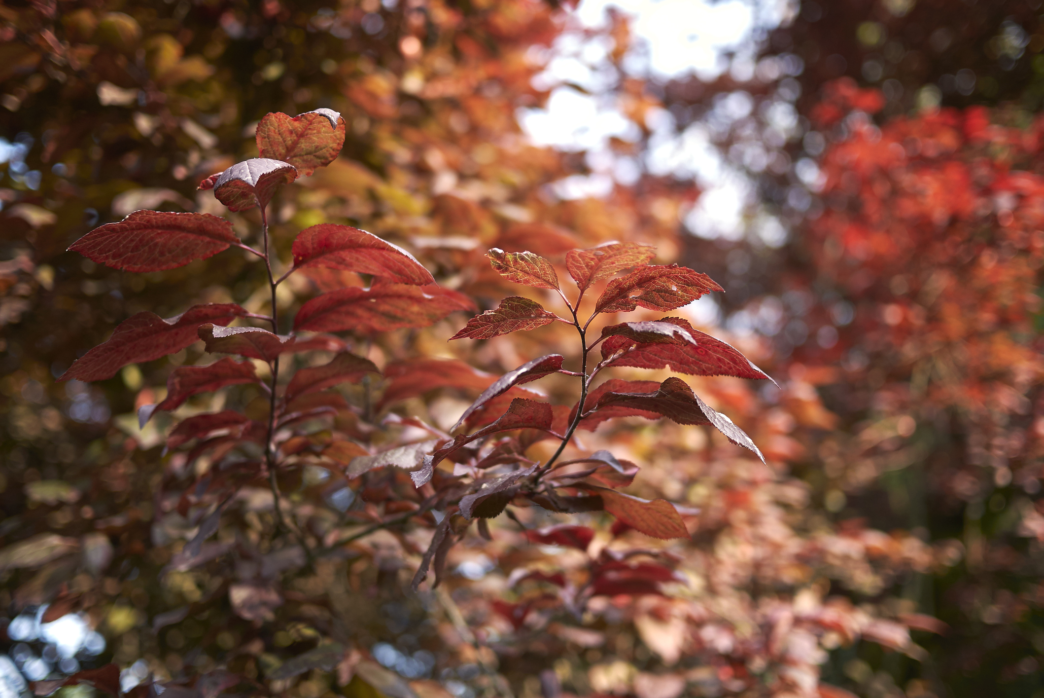 Blutpflaume Wissenswertes zum Pflanzen & Pflegen OBI