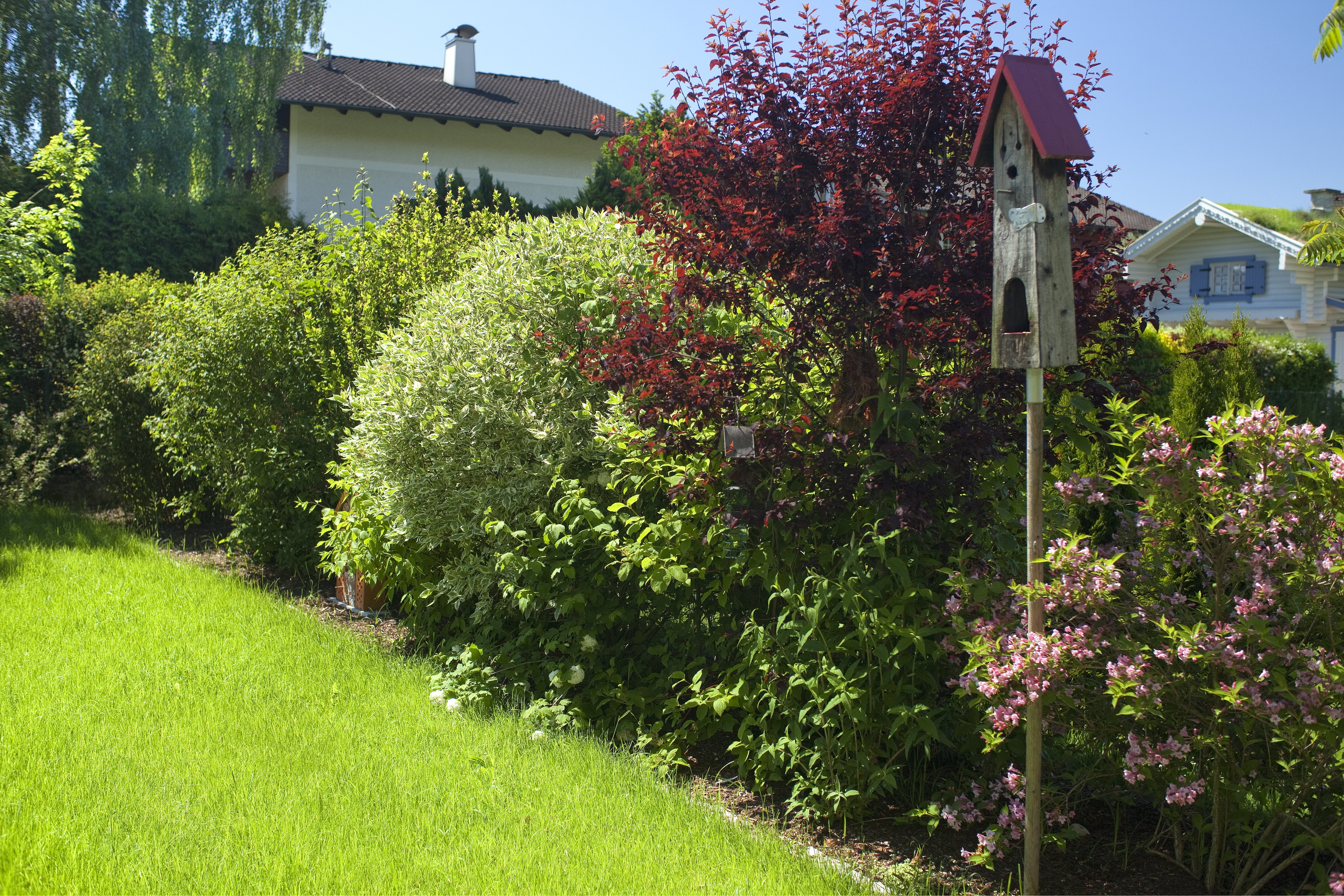 Blutpflaume in einer Hecke.