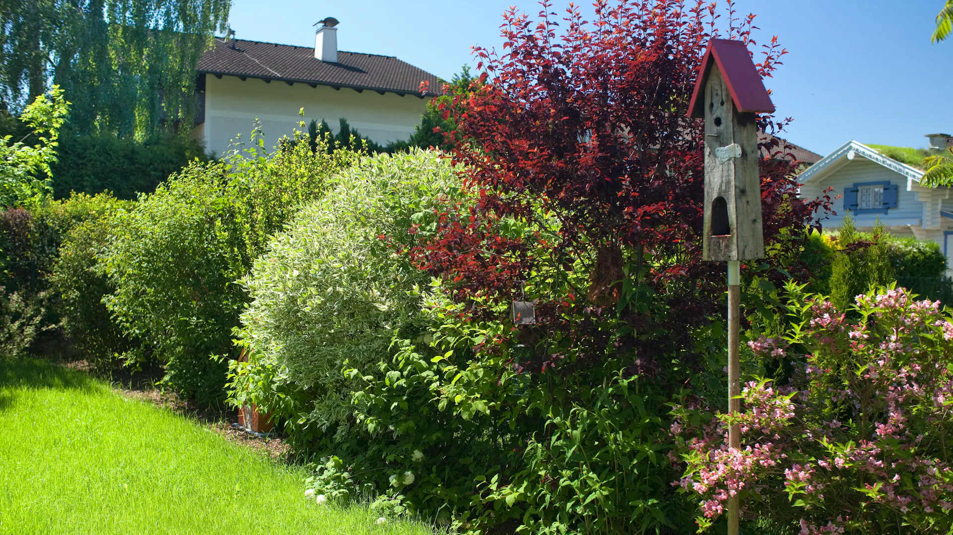 Blutpflaume in einer Hecke.
