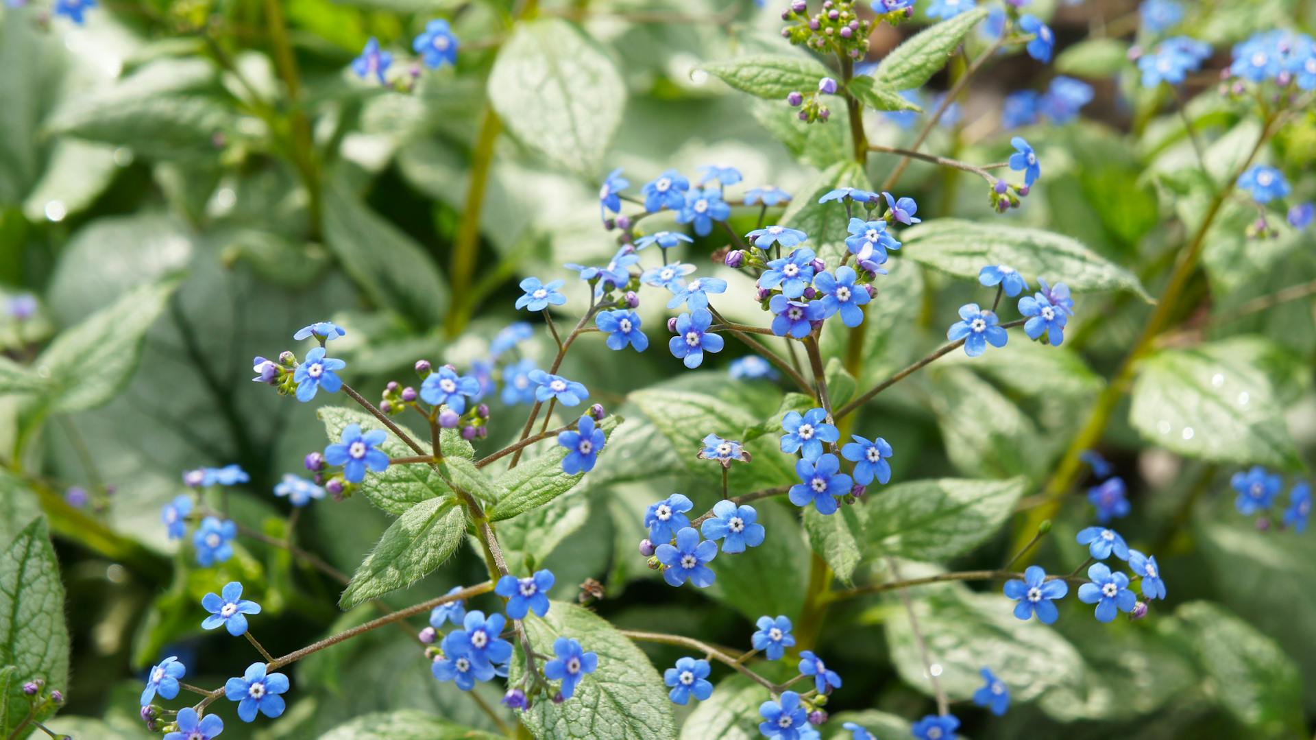 Blühender Bodendecker im Garten
