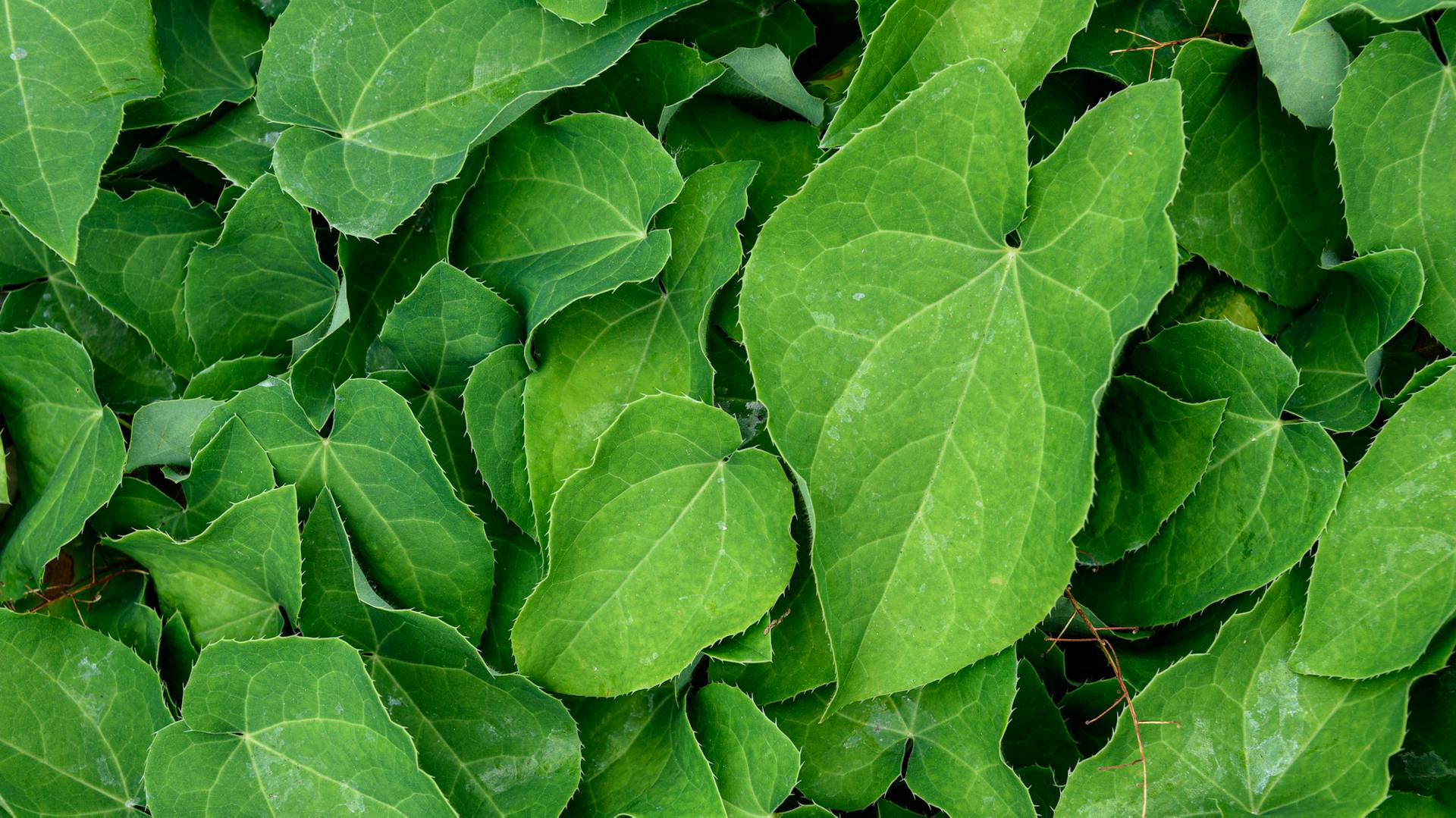 Dichte Blätter der Elfenblume