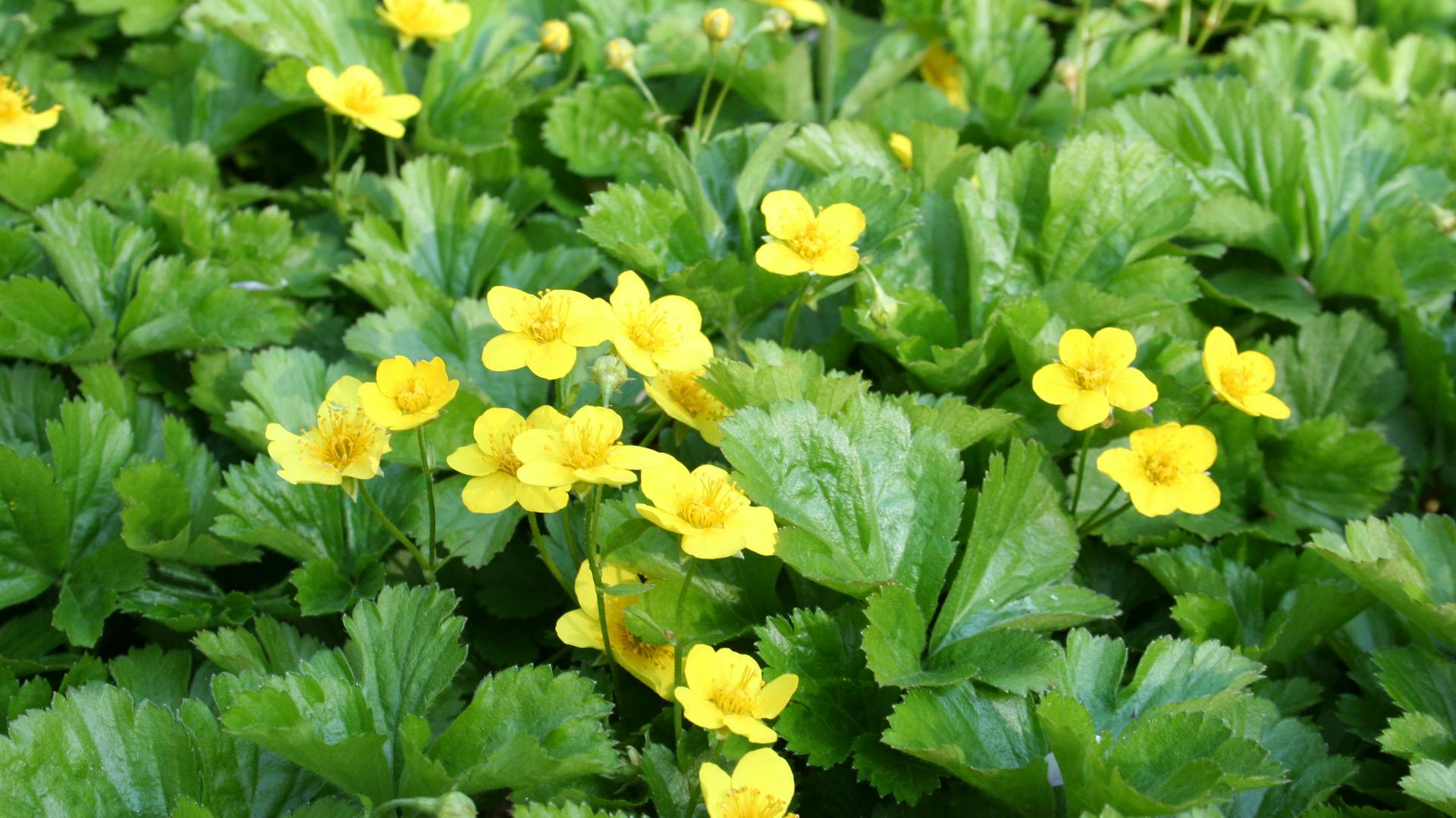 Golderdbeere mit gelben Blüten als Bodendecker