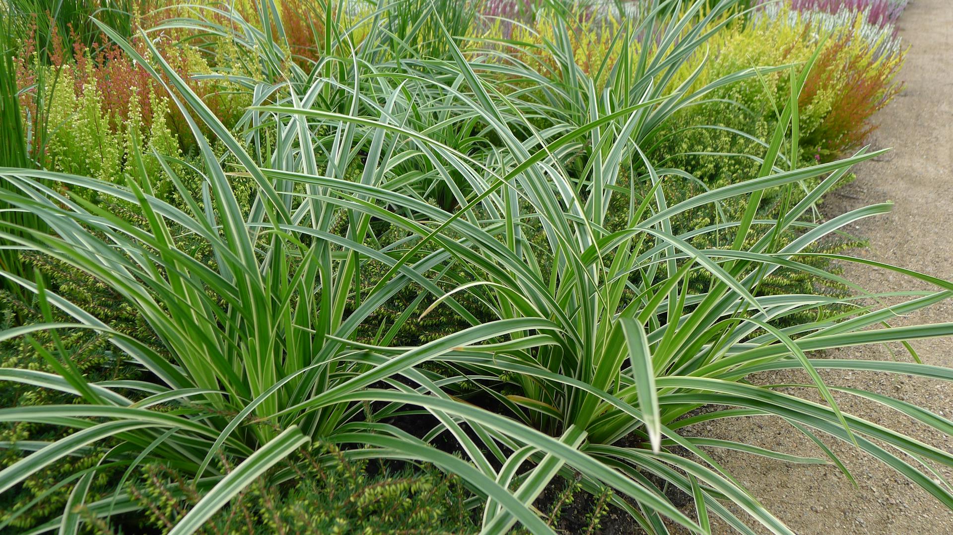 Japan-Segge an Wegrand im Garten