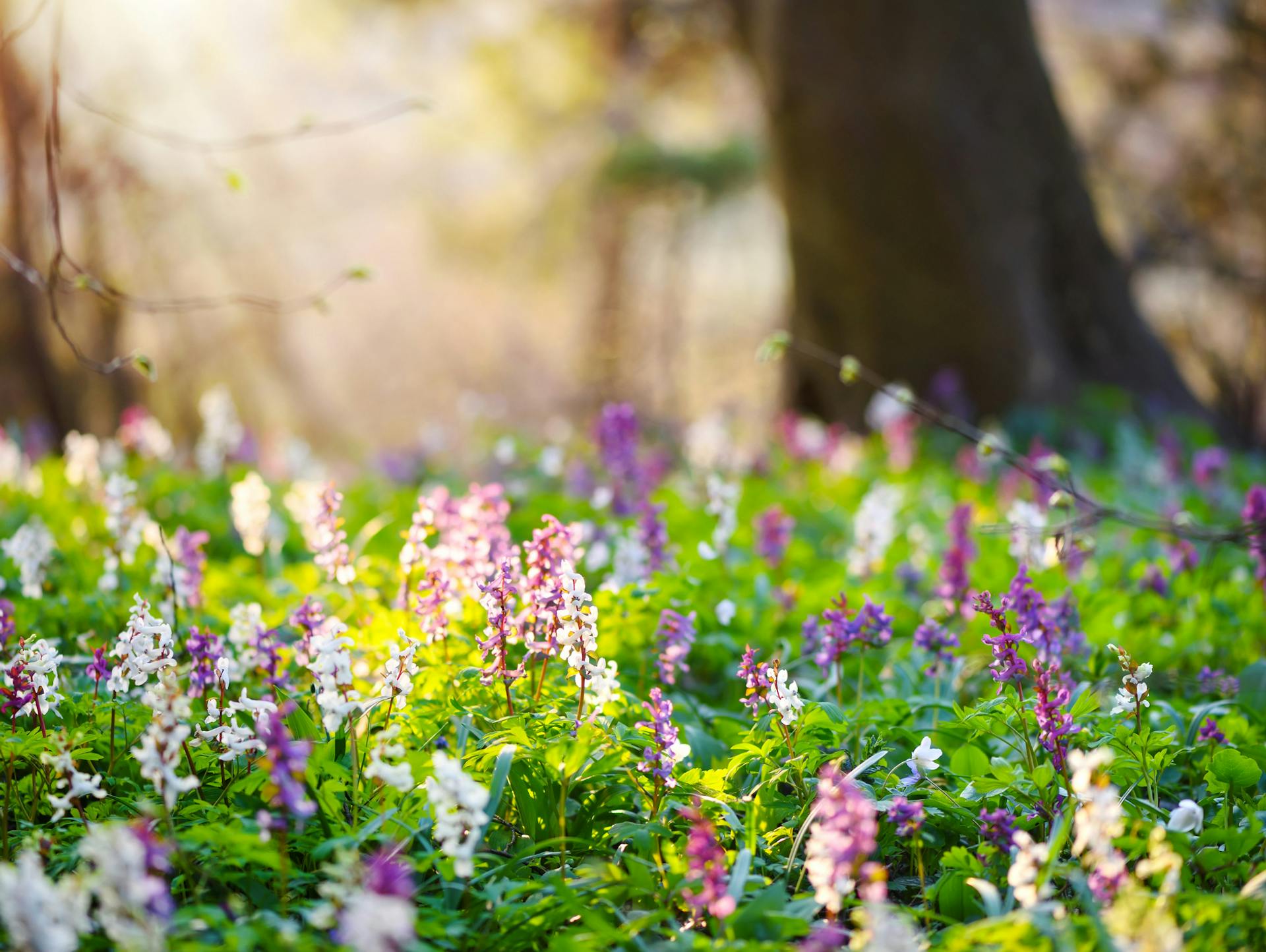 Verschiedene Bodendecker in einem Beet.