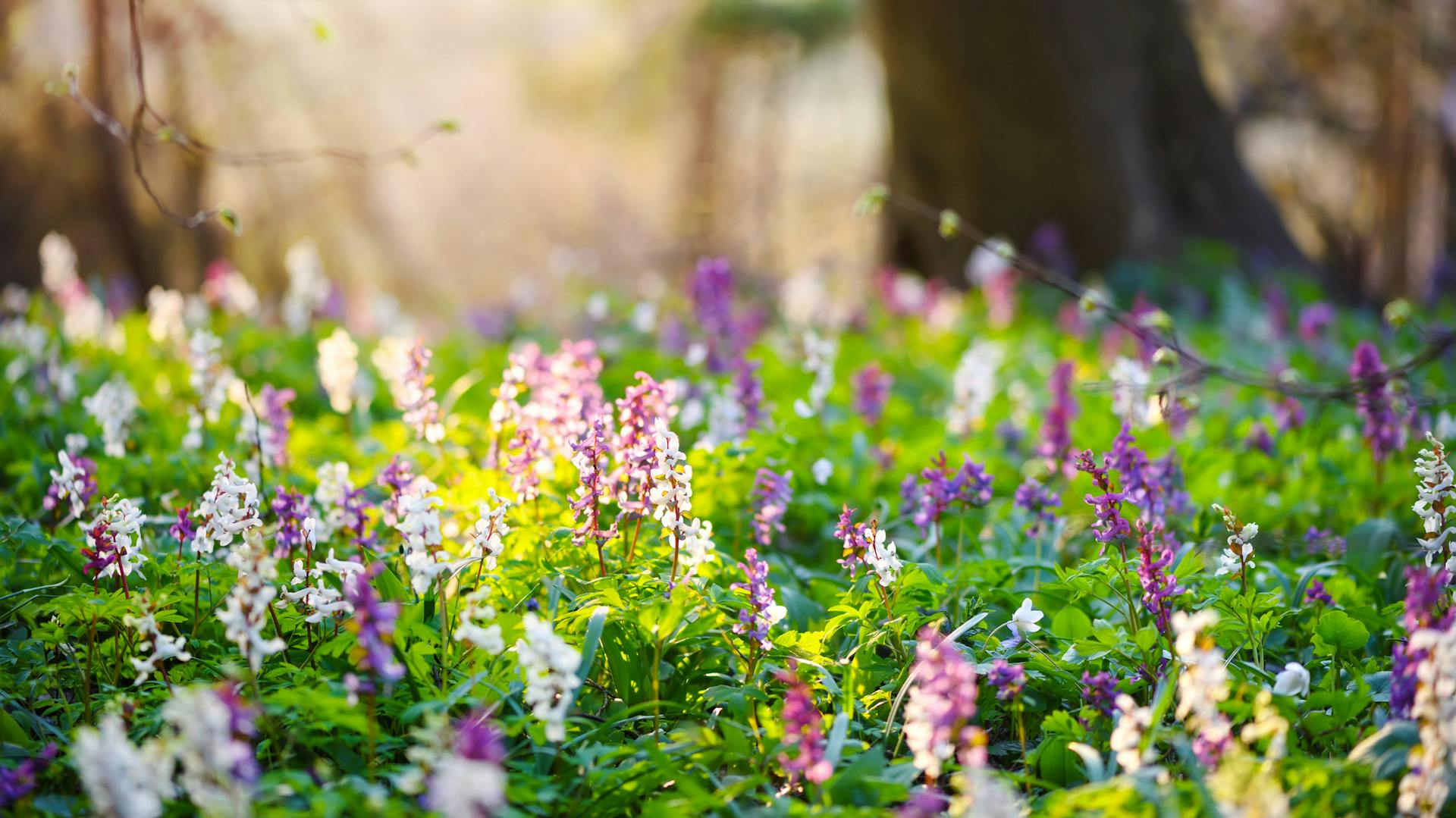 Hohler Lerchensporn mit violett-rosa Blüten