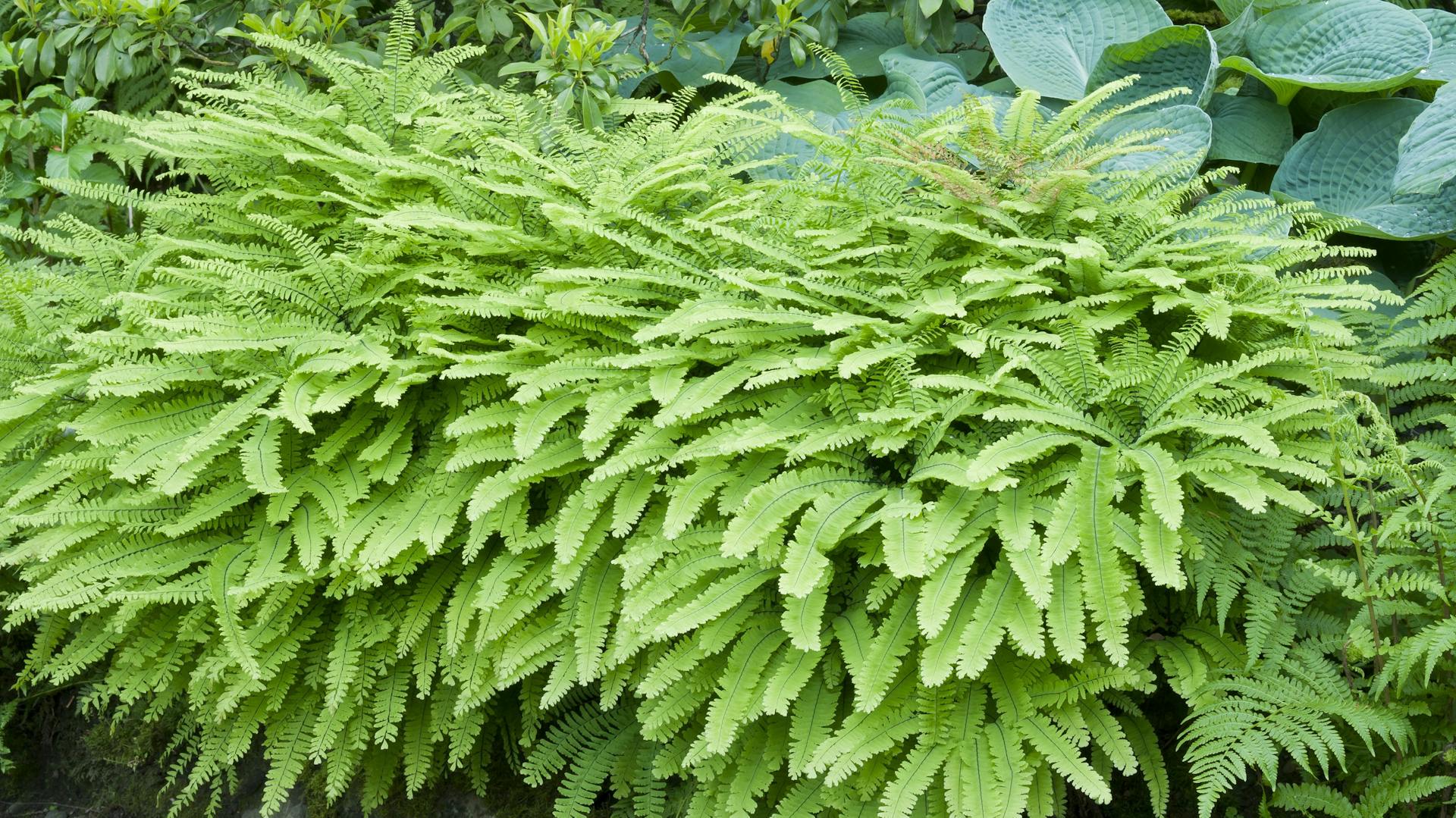 Pfauenradfarn im Garten