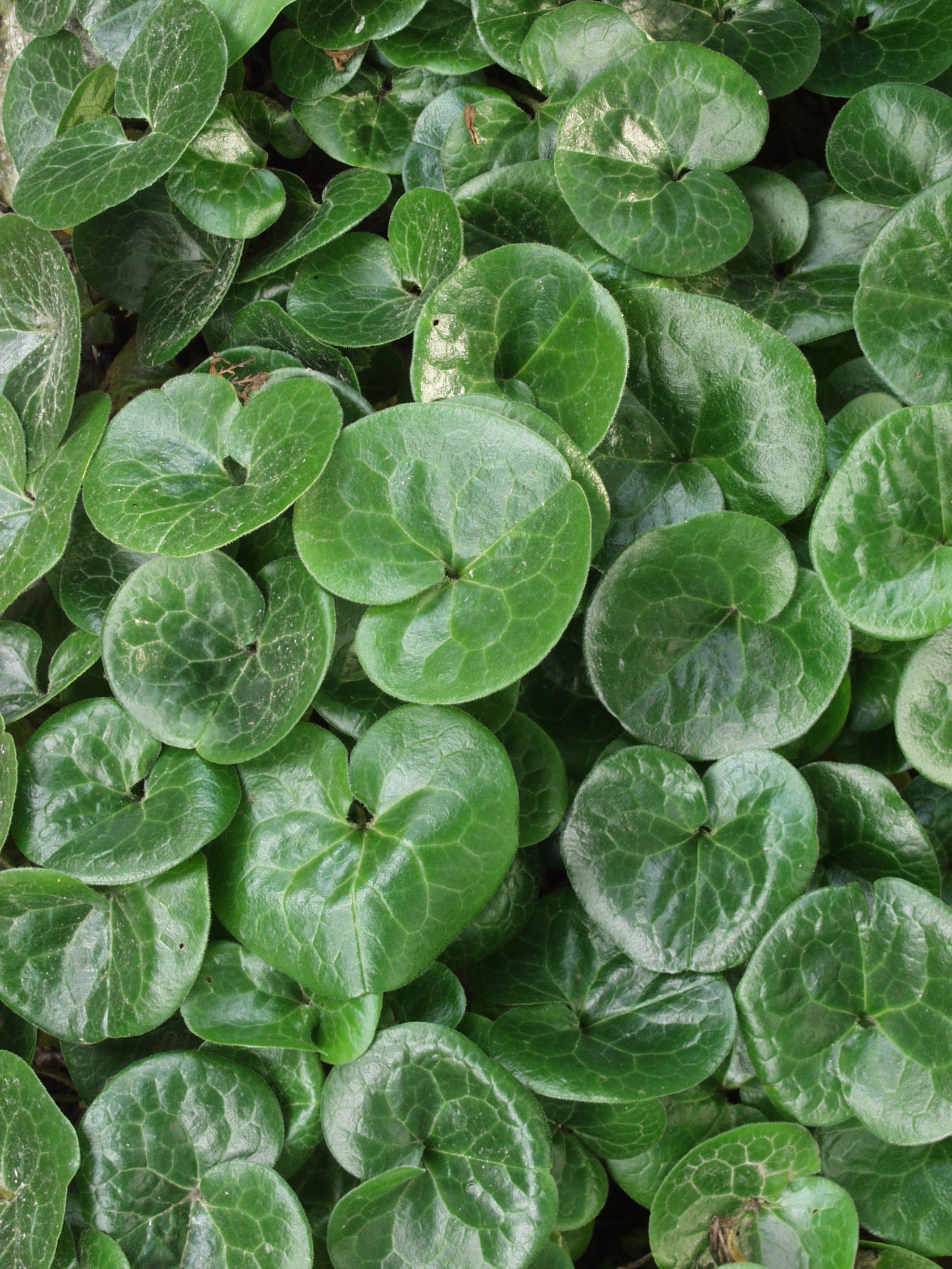 Haselwurz im Garten