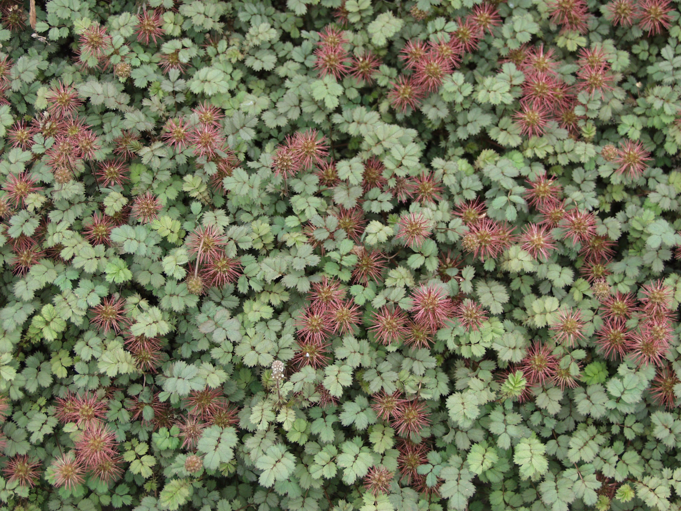 Stachelnüsschen im Garten