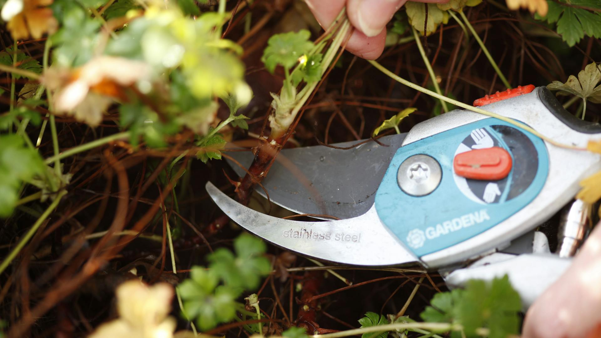 Storchschnabel schneiden