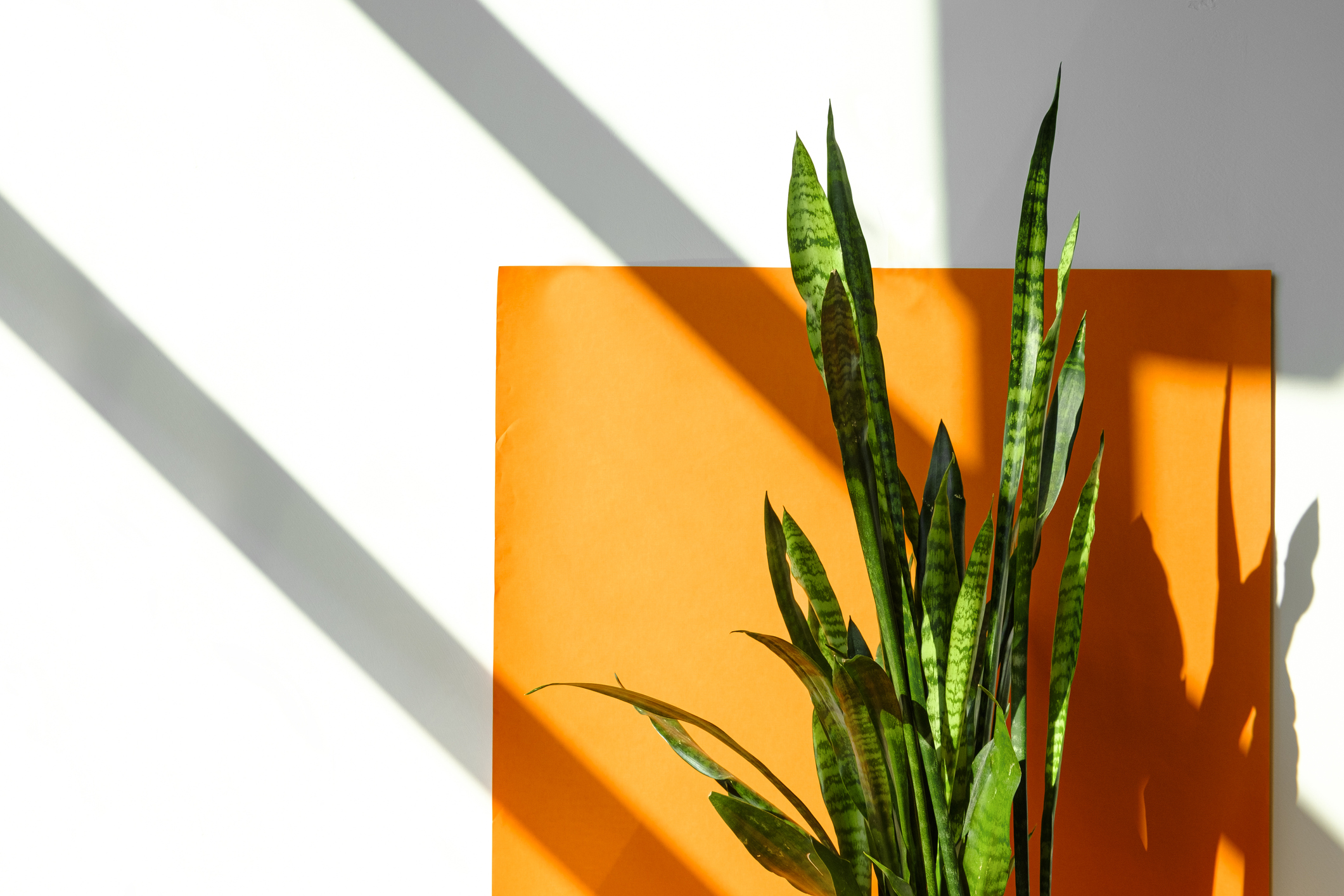 Hochgewachsener Bogenhanf in der Sonne