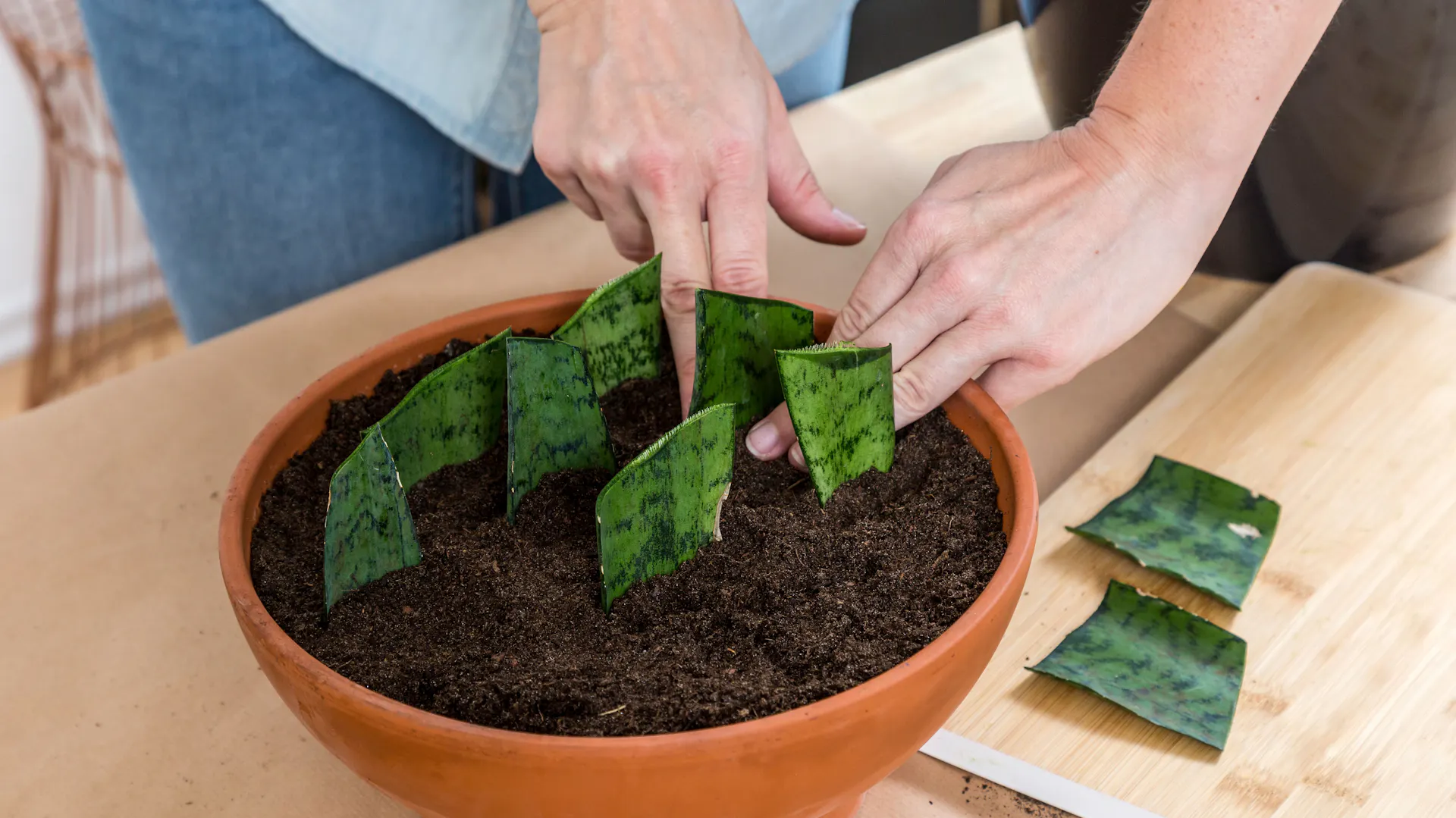 Einer Person pflanzt abgeschnittene Blattstücke vom Bogenhanf in einen Topf mit Erde ein.
