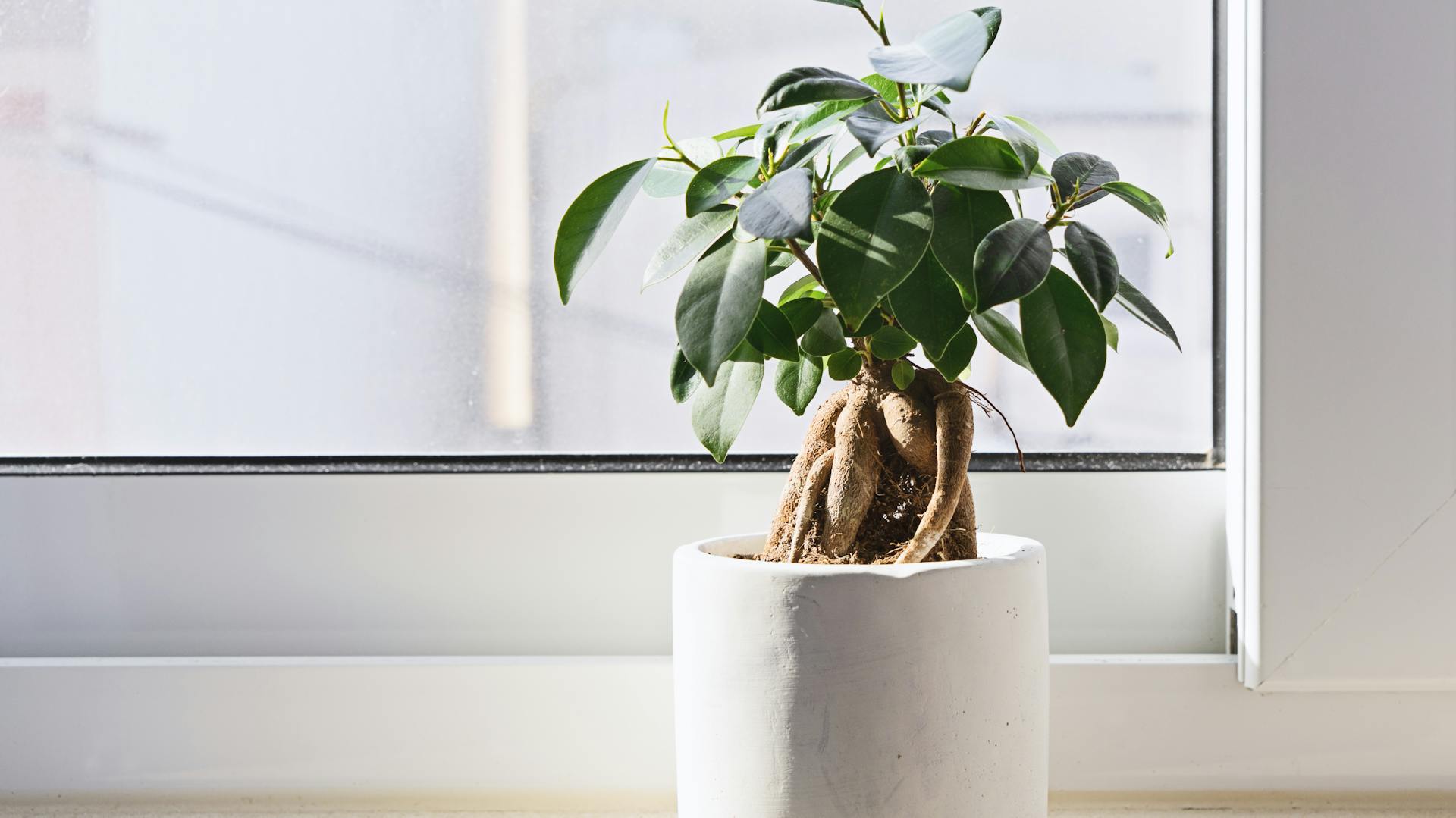 Bonsai im Topf am Fenster