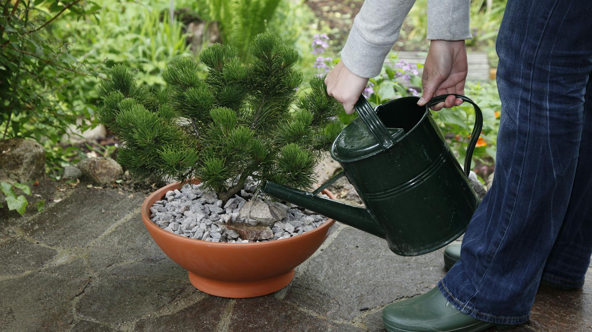 Person gießt Nadelbaum-Bonsai in einer Pflanzschale auf einer Terrasse