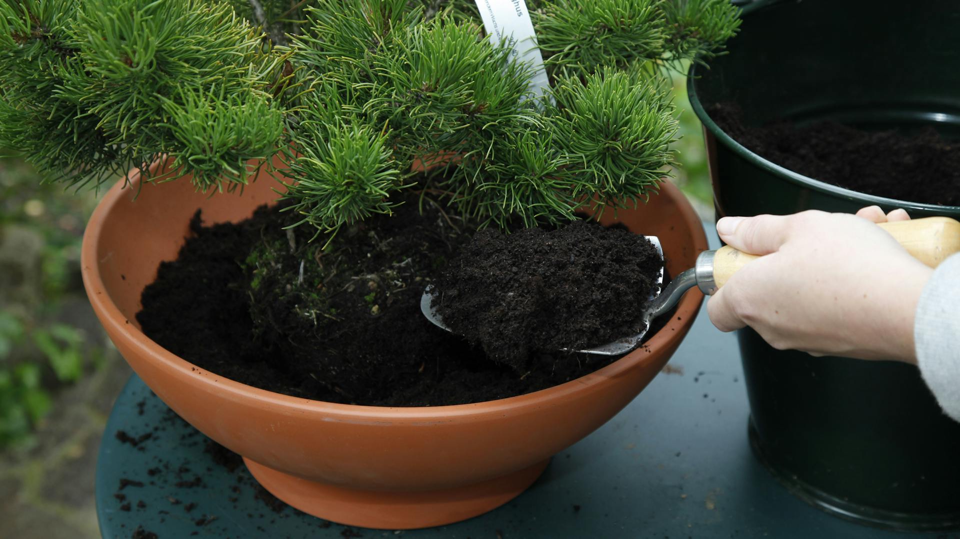 Person schaufelt Erde in die Pflanzschale eines Bonsais.