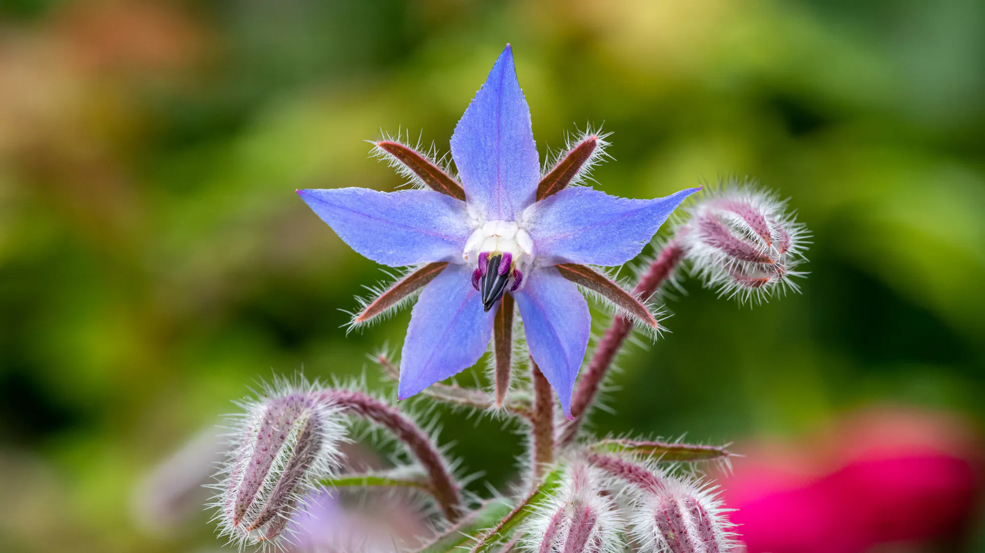 Nahaufnahme einer sternförmigen, blauen Blüte des Borretsch-Gewächses