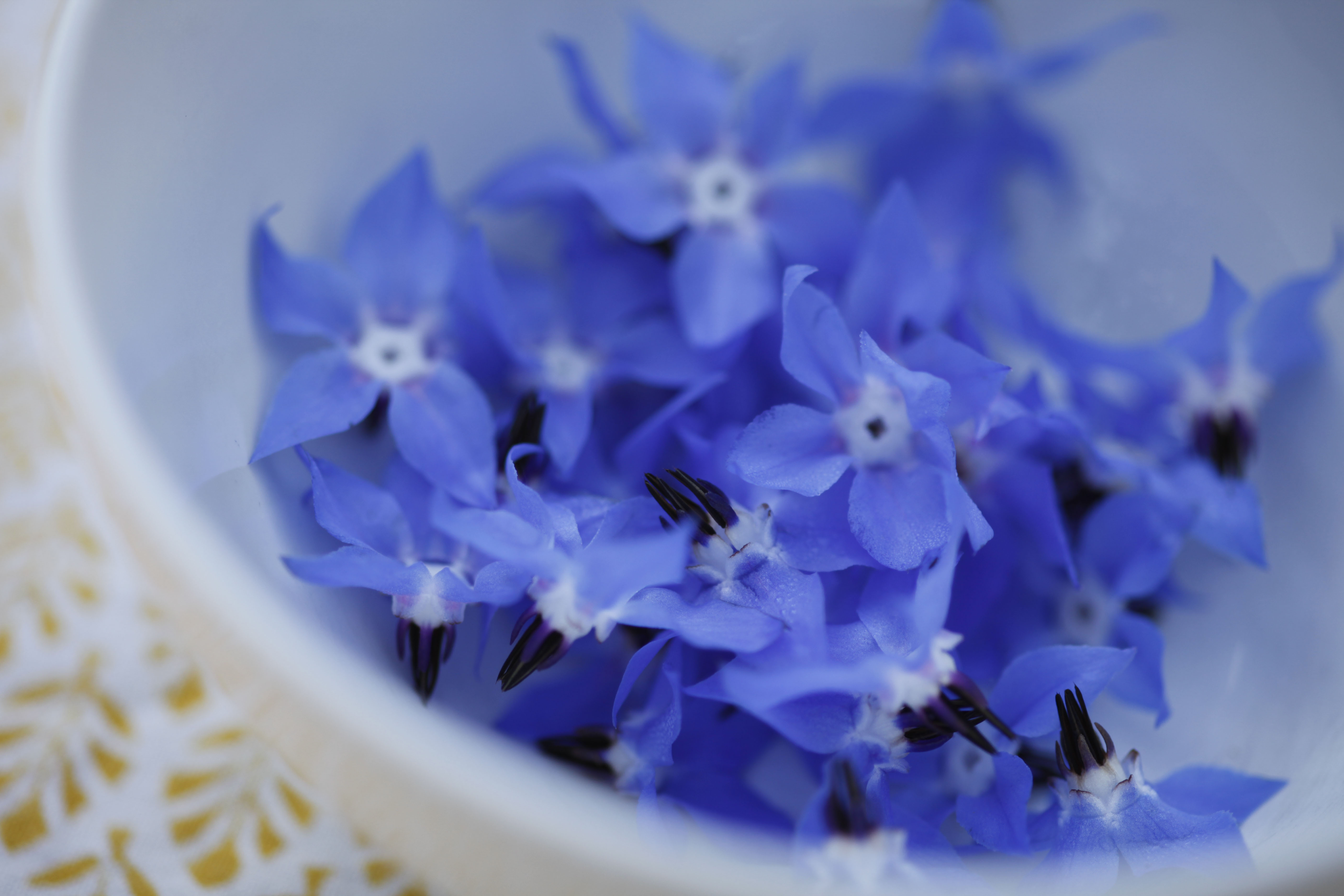 Borretsch Wissenswertes zum Heil und Würzkraut OBI