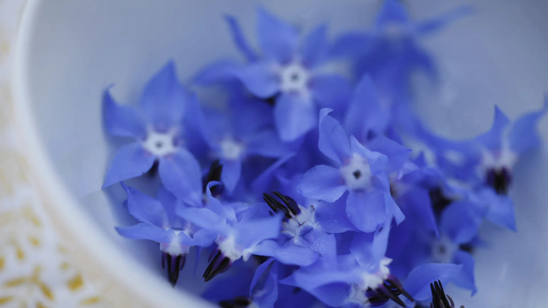 Blaue Borretschblüten in einer Schüssel