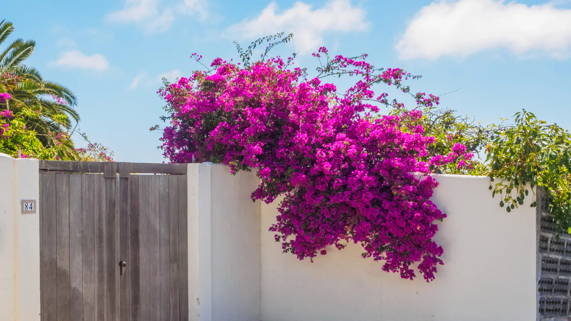 Blühende Bougainvilleen