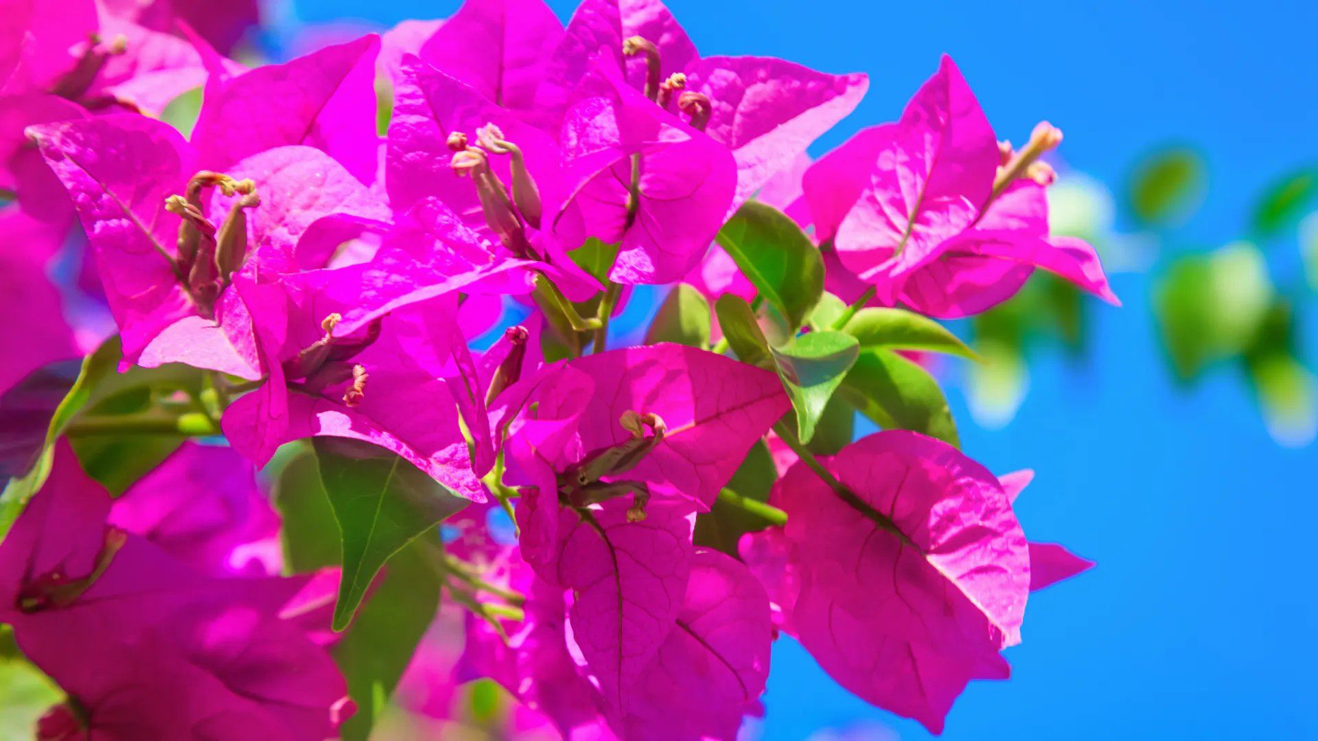 Pinkfarbene Blüten der Bougainvillea