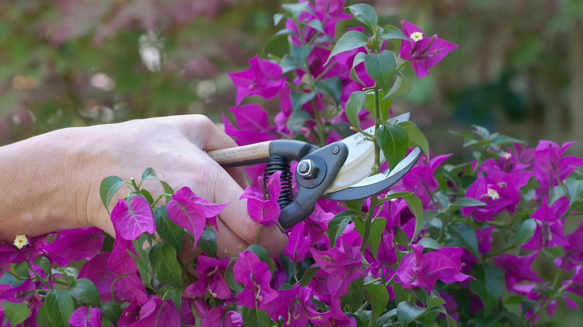 Lilafarbene Bougainvillea wird geschnitten