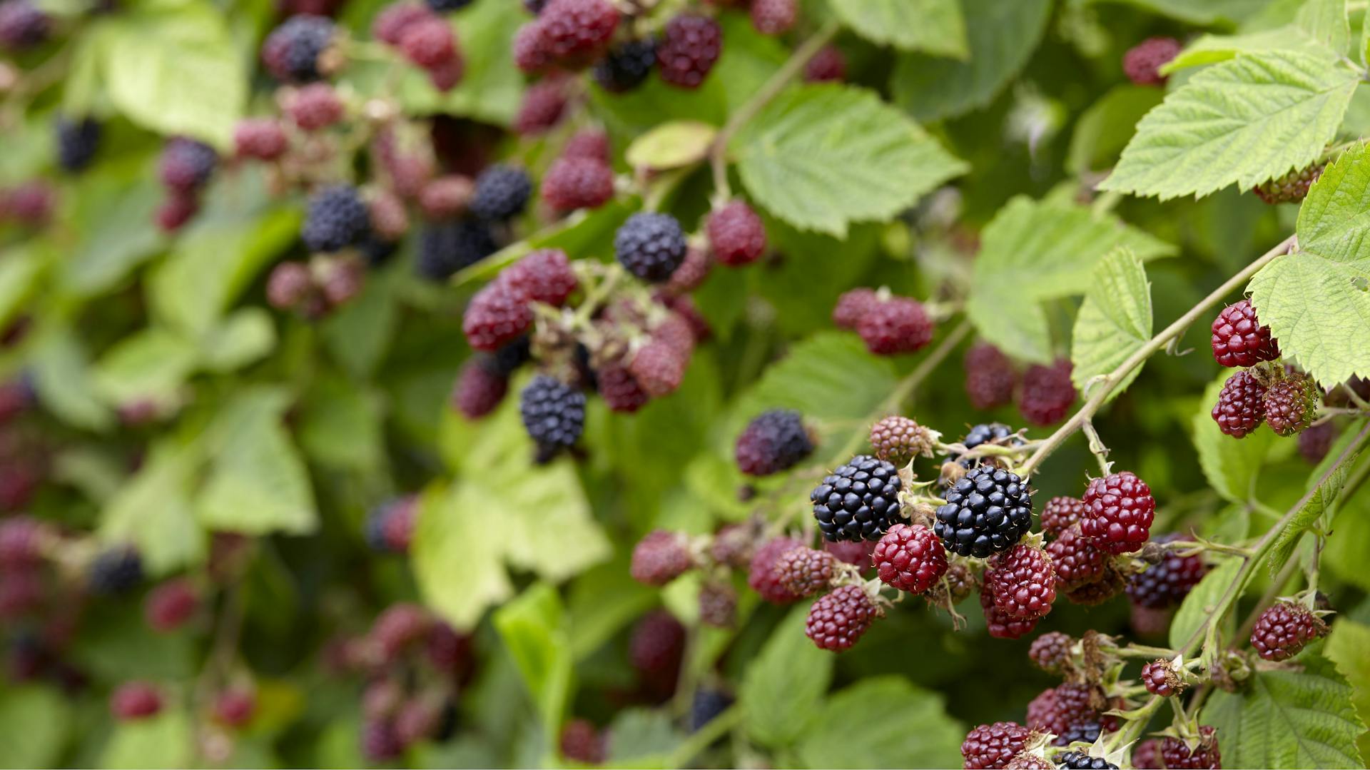 Brombeeren wachsen an einem Strauch.