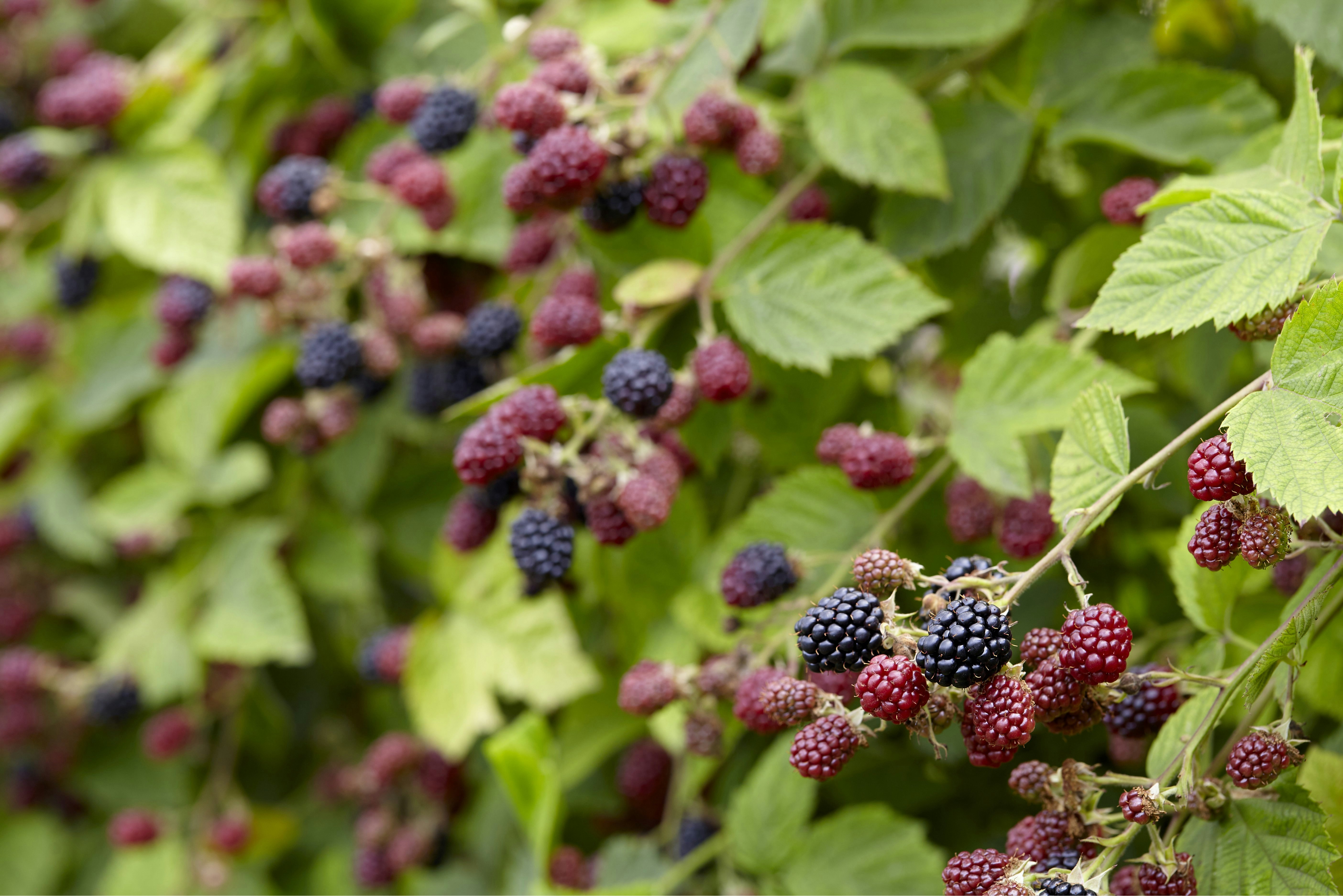 Brombeeren effizient entfernen: So gehst du vor | OBI Brombeeren effizient entfernen: So gehst du vor | OBI