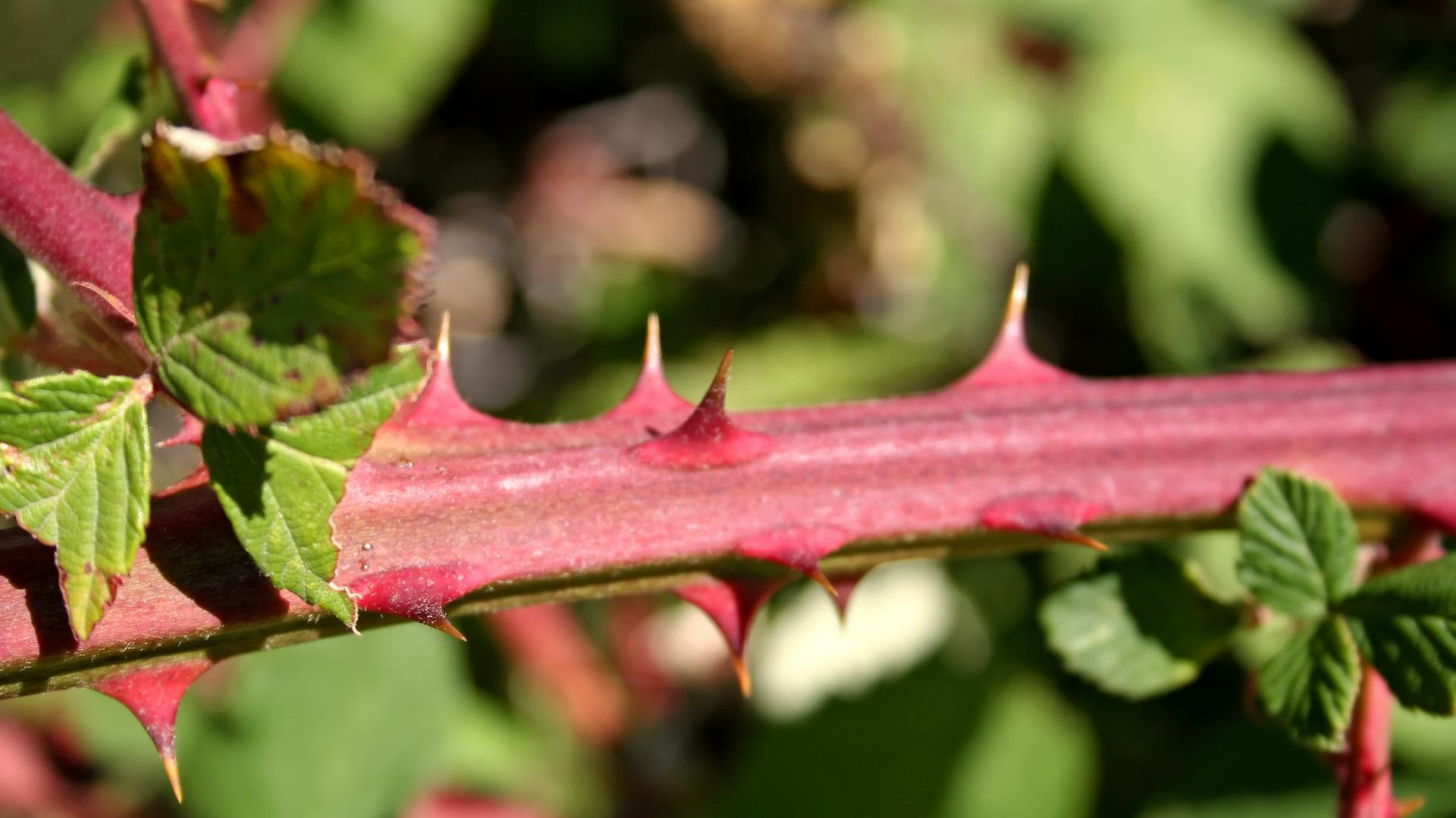 Stacheln der Brombeere.