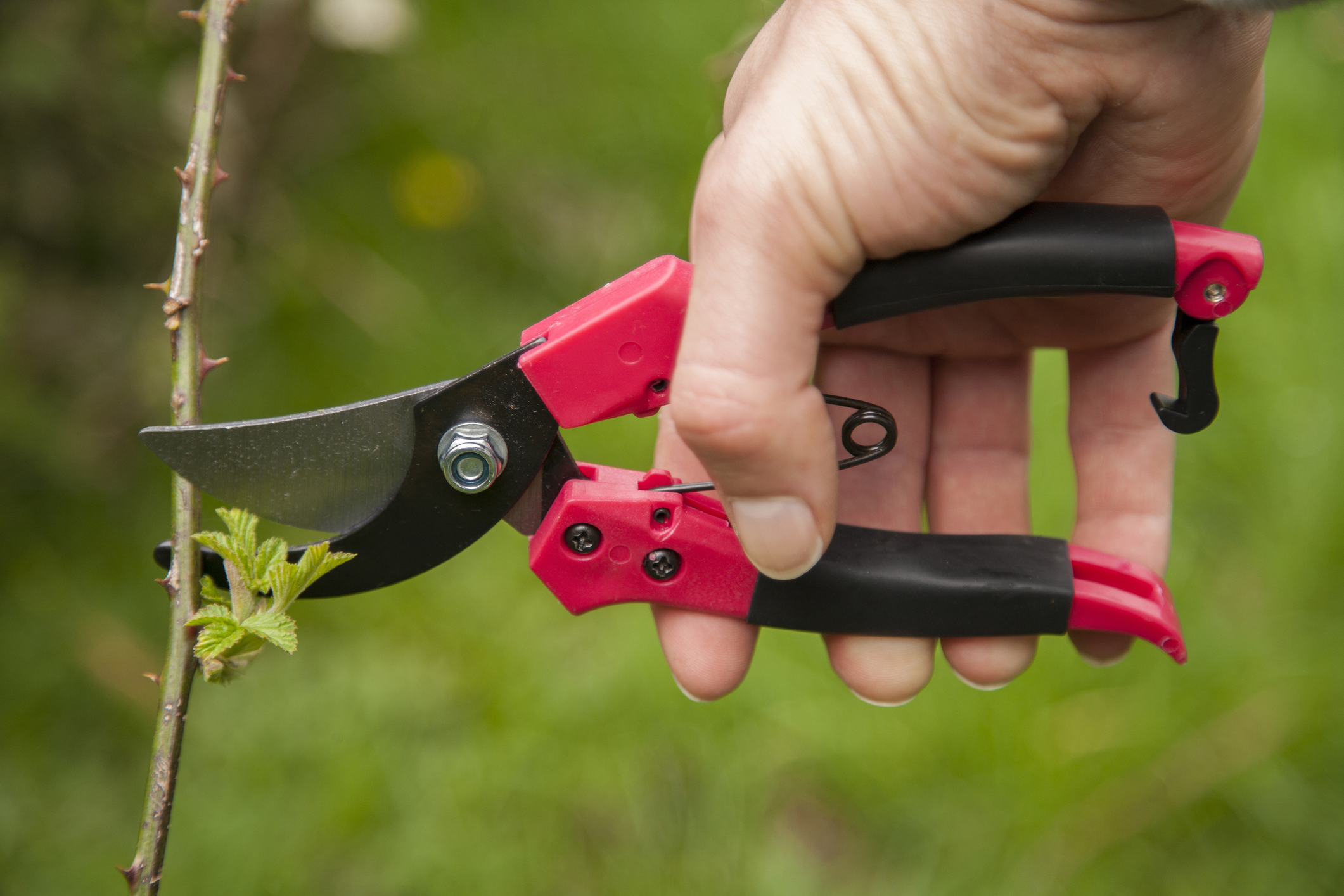 Un tralcio di mora viene tagliato con le cesoie.