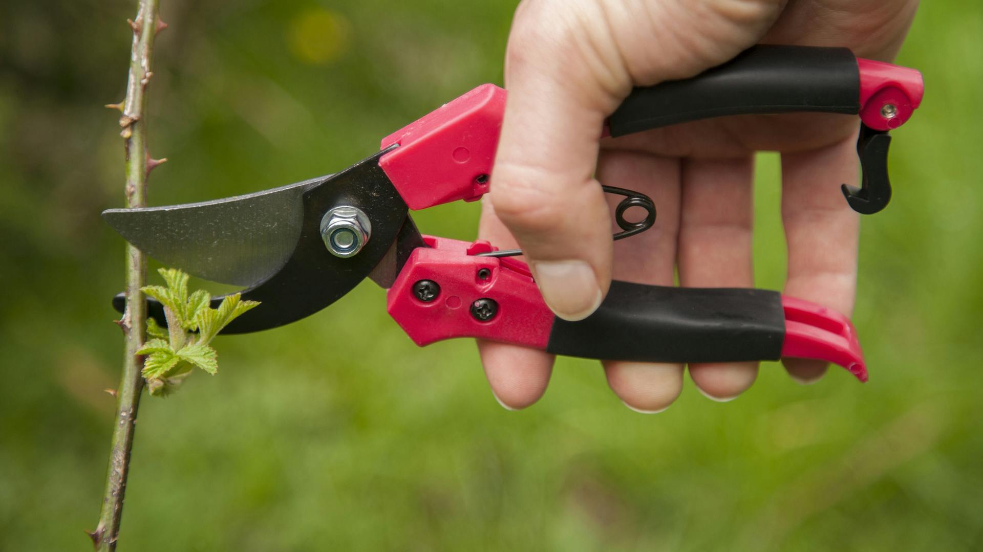 Eine Brombeerranke wird mit einer Gartenschere abgeschnitten.