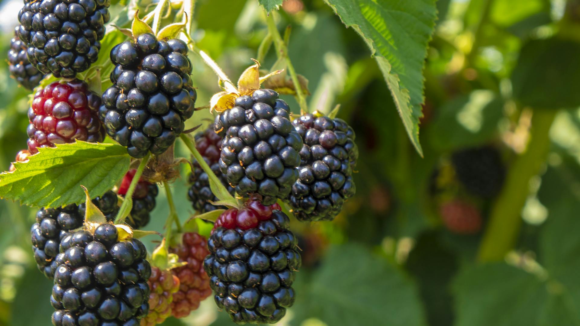 Brombeeren hängen an einem Strauch.