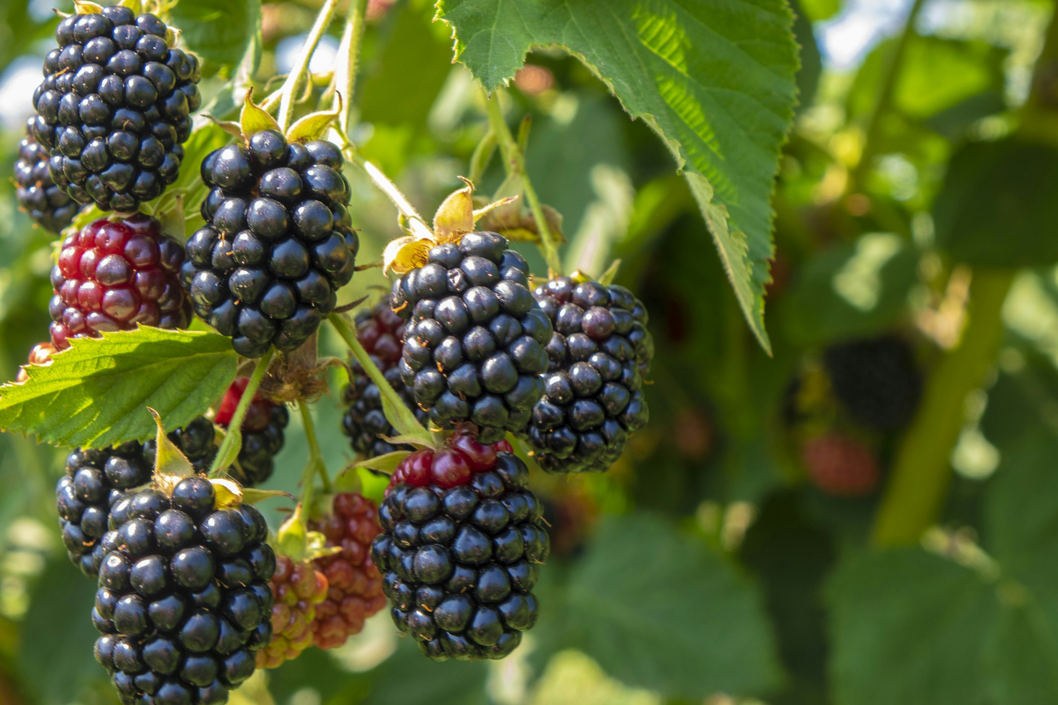 Brombeeren pflanzen – Ratgeber und Pflanztipps | OBI Brombeeren pflanzen – Ratgeber und Pflanztipps | OBI
