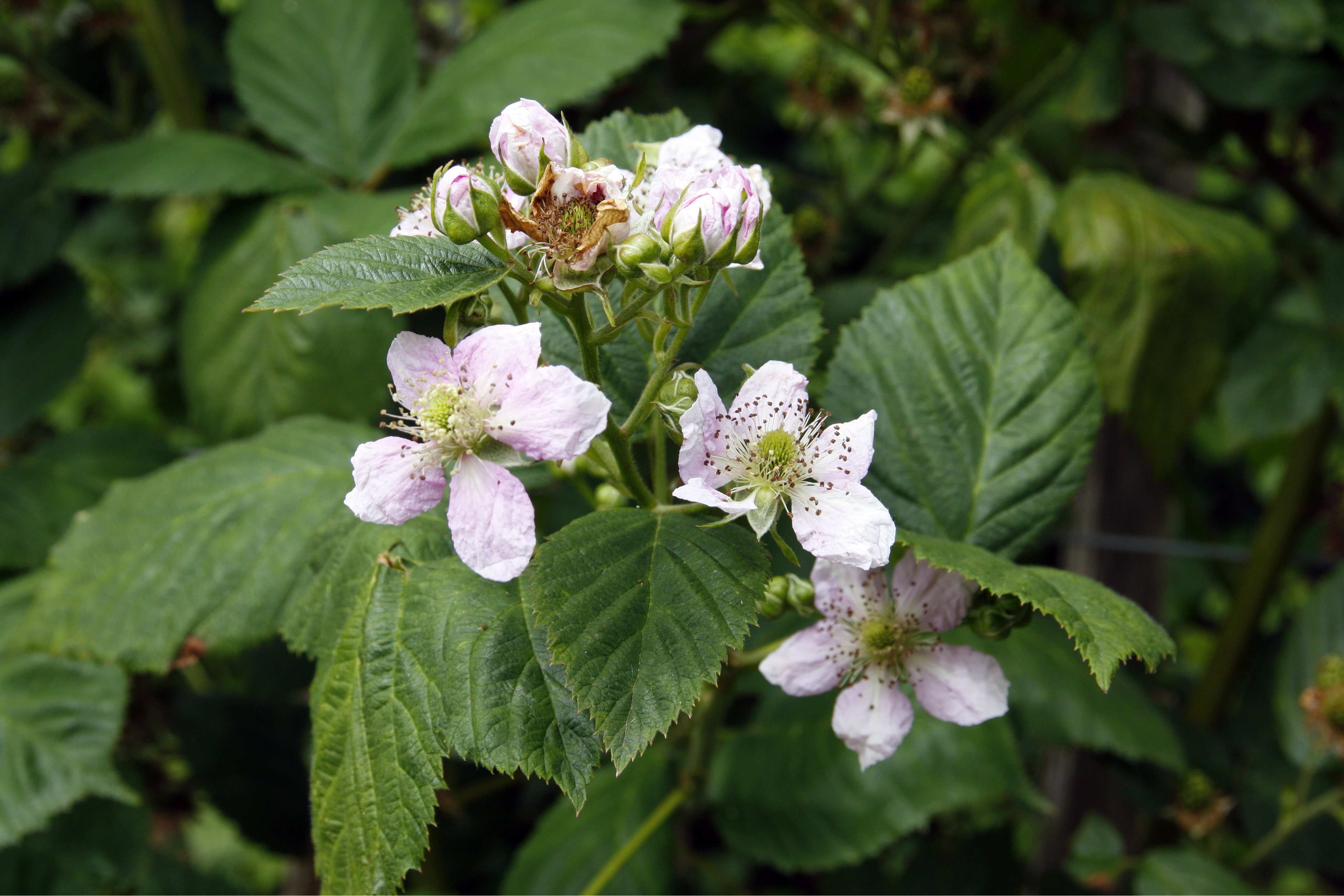 Brombeeren pflanzen Ratgeber und Pflanztipps OBI