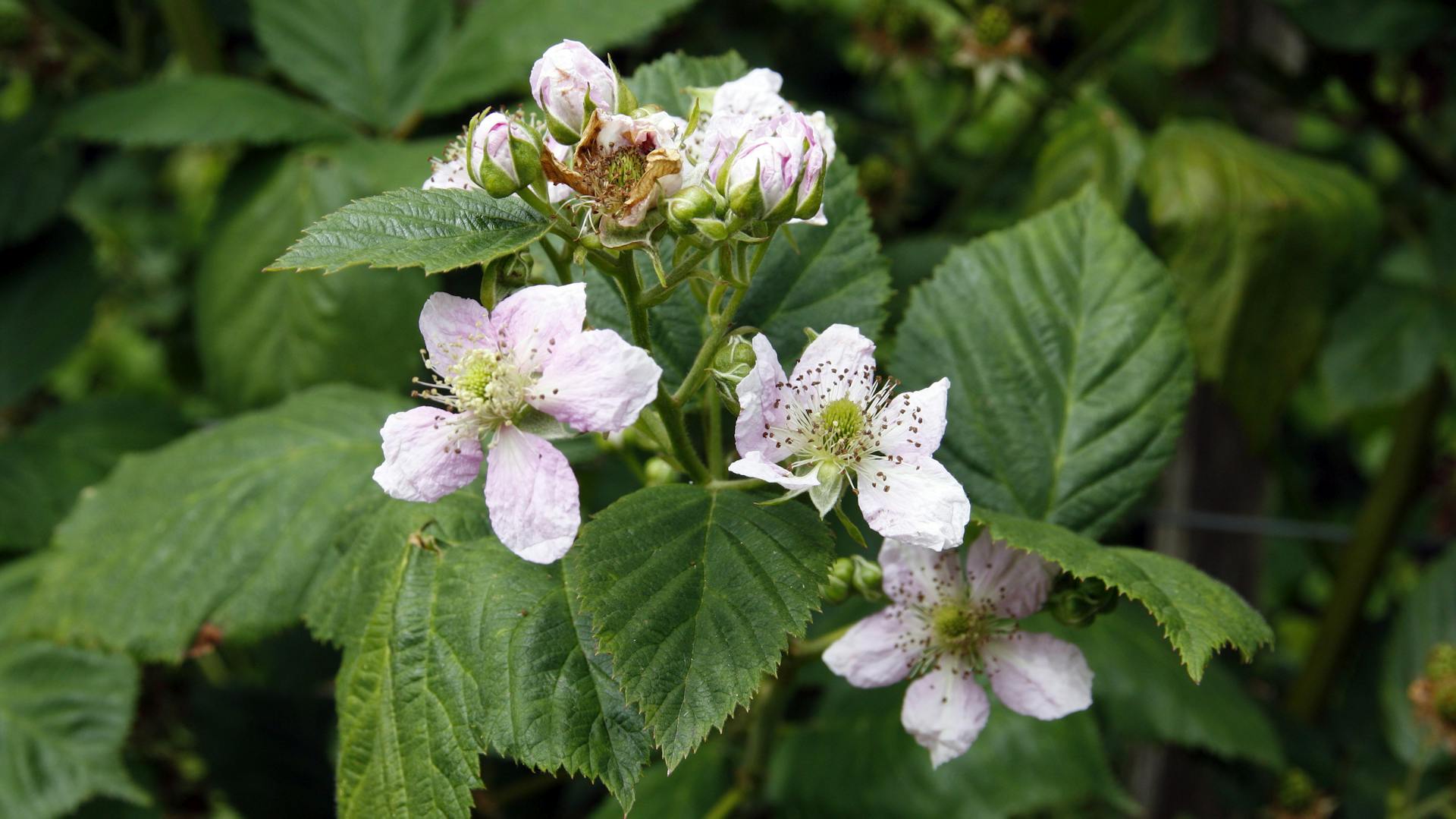 Die Blüten der Brombeerpflanze blühen in weiß bis lila.