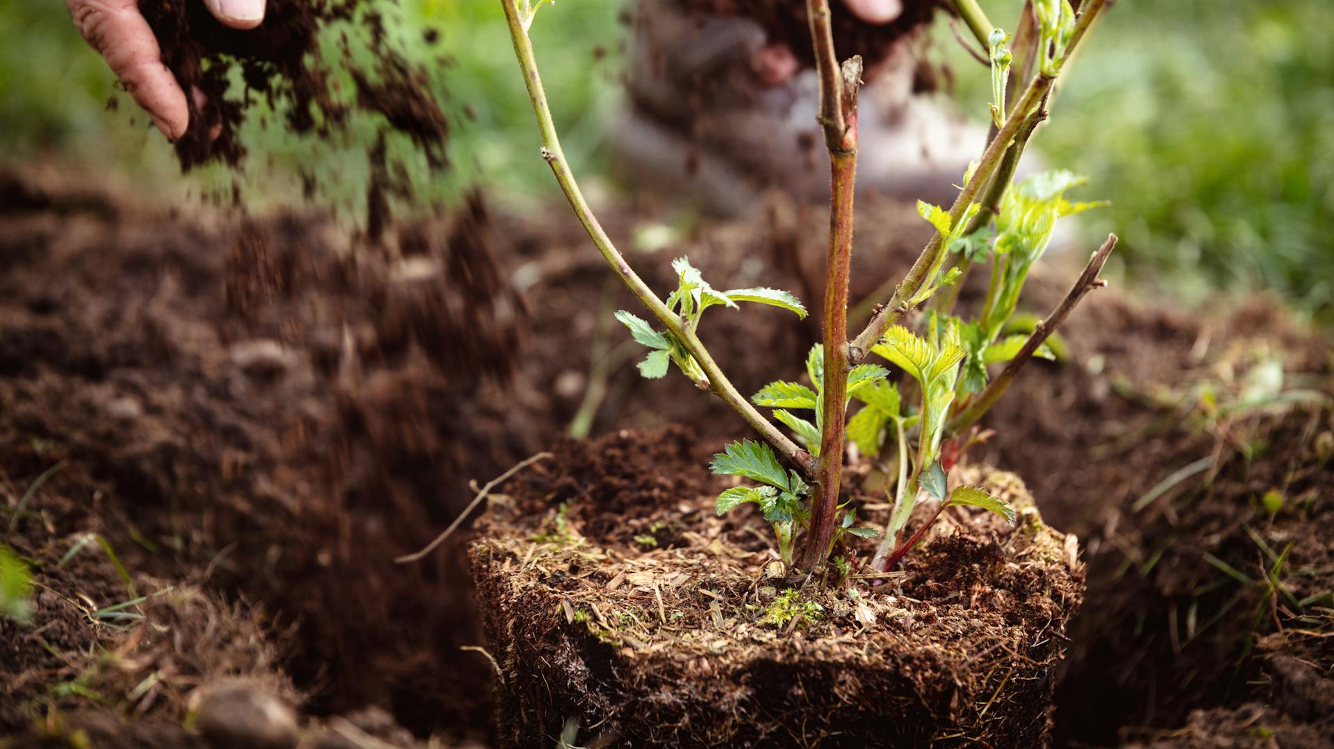 Ein Brombeerstrauch wird in ein Pflanzloch gesteckt und mit Erde abgedeckt.