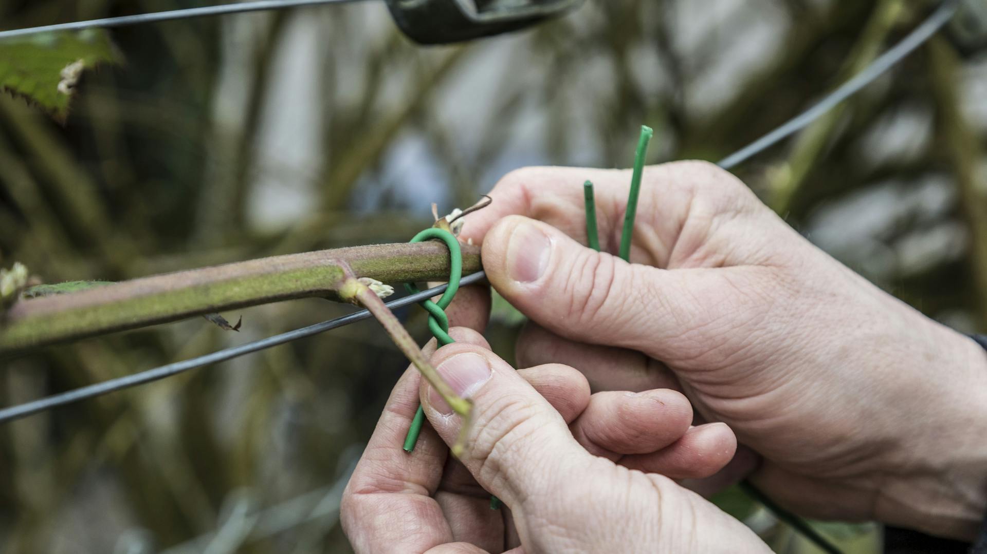 Jemand befestigt einen Brombeerstrauch an einem Spalier.