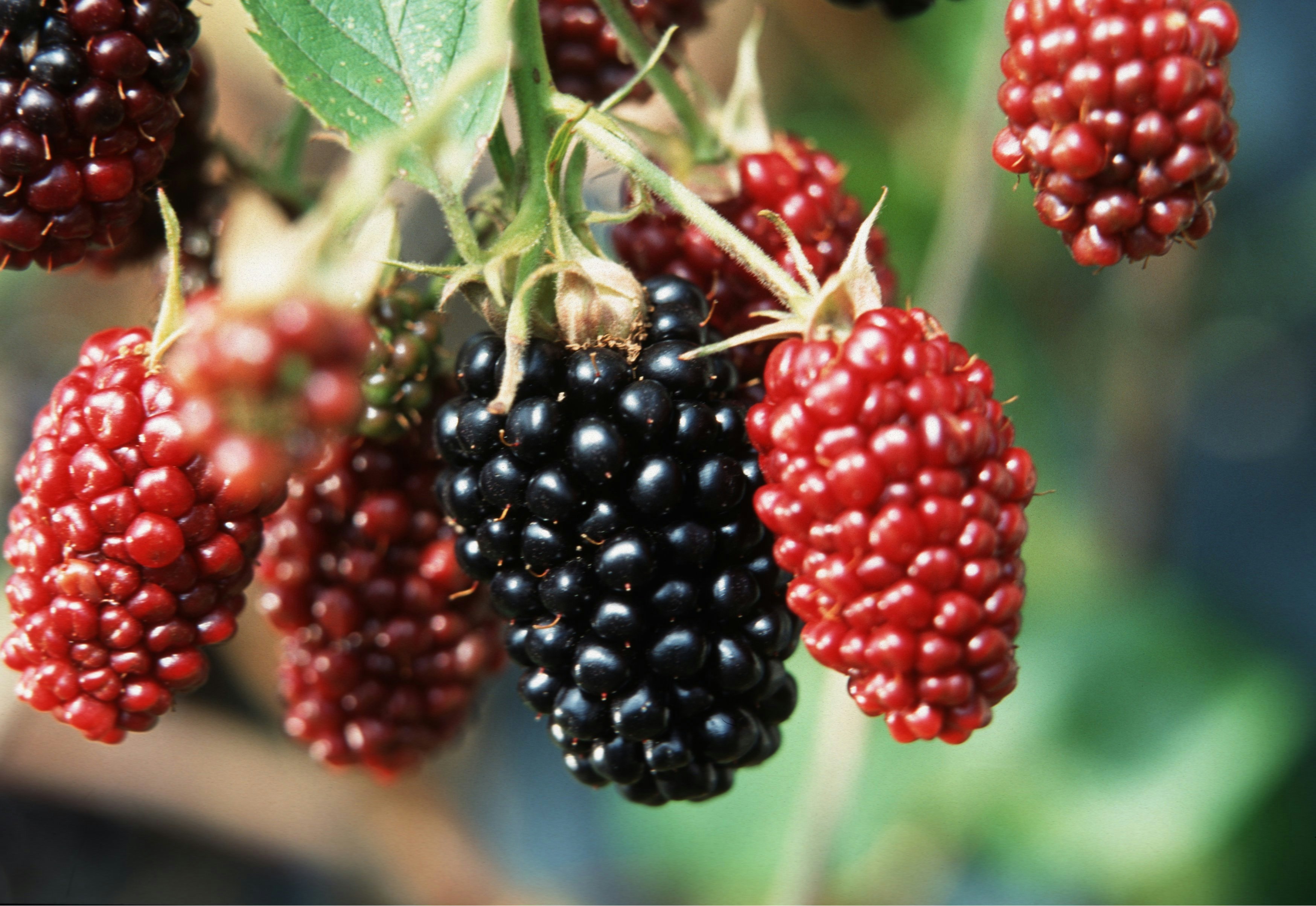 Wie du Brombeeren richtig pflanzt und erntest | OBI Wie du Brombeeren richtig pflanzt und erntest | OBI