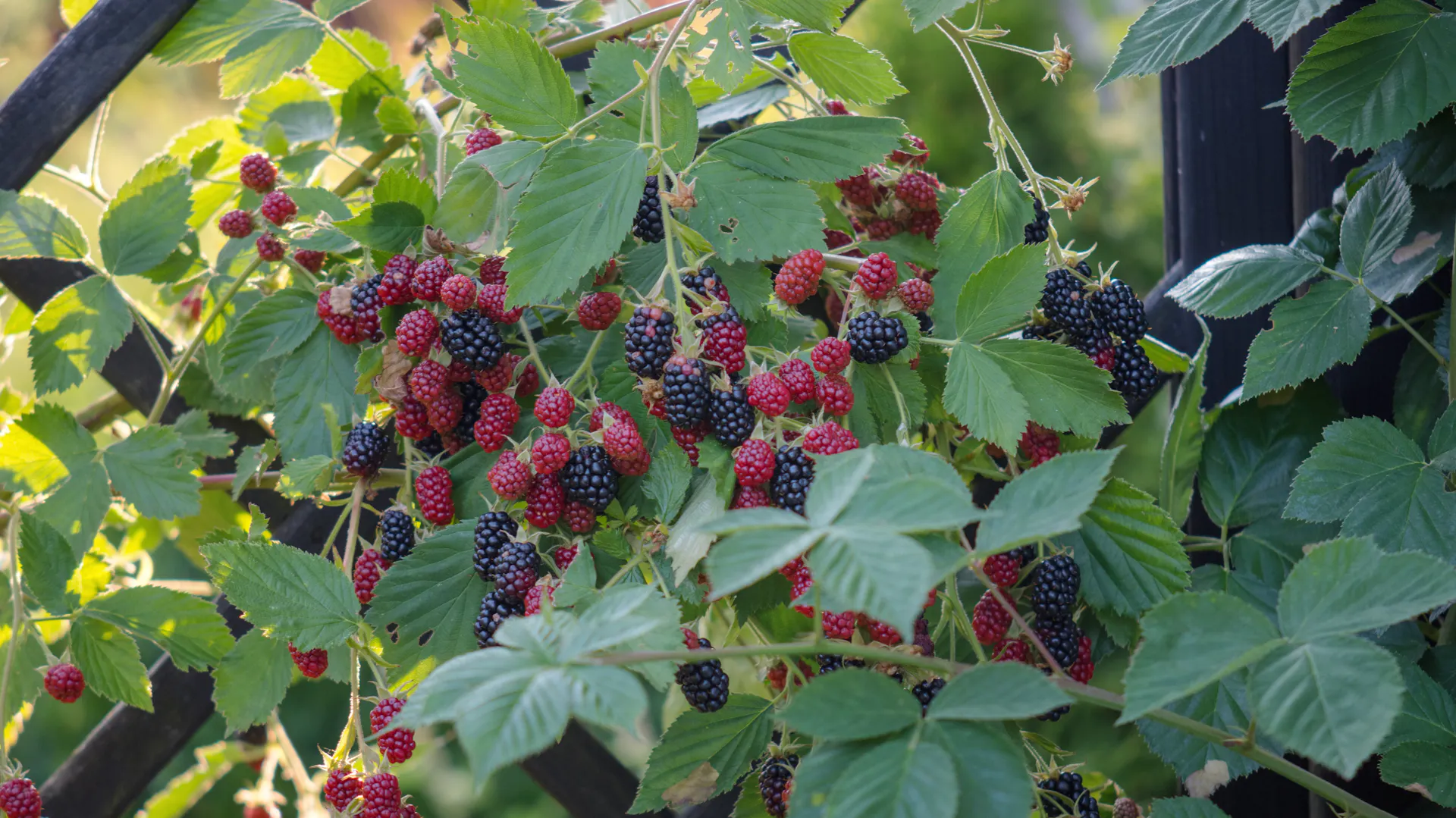 Brombeeren im Garten.