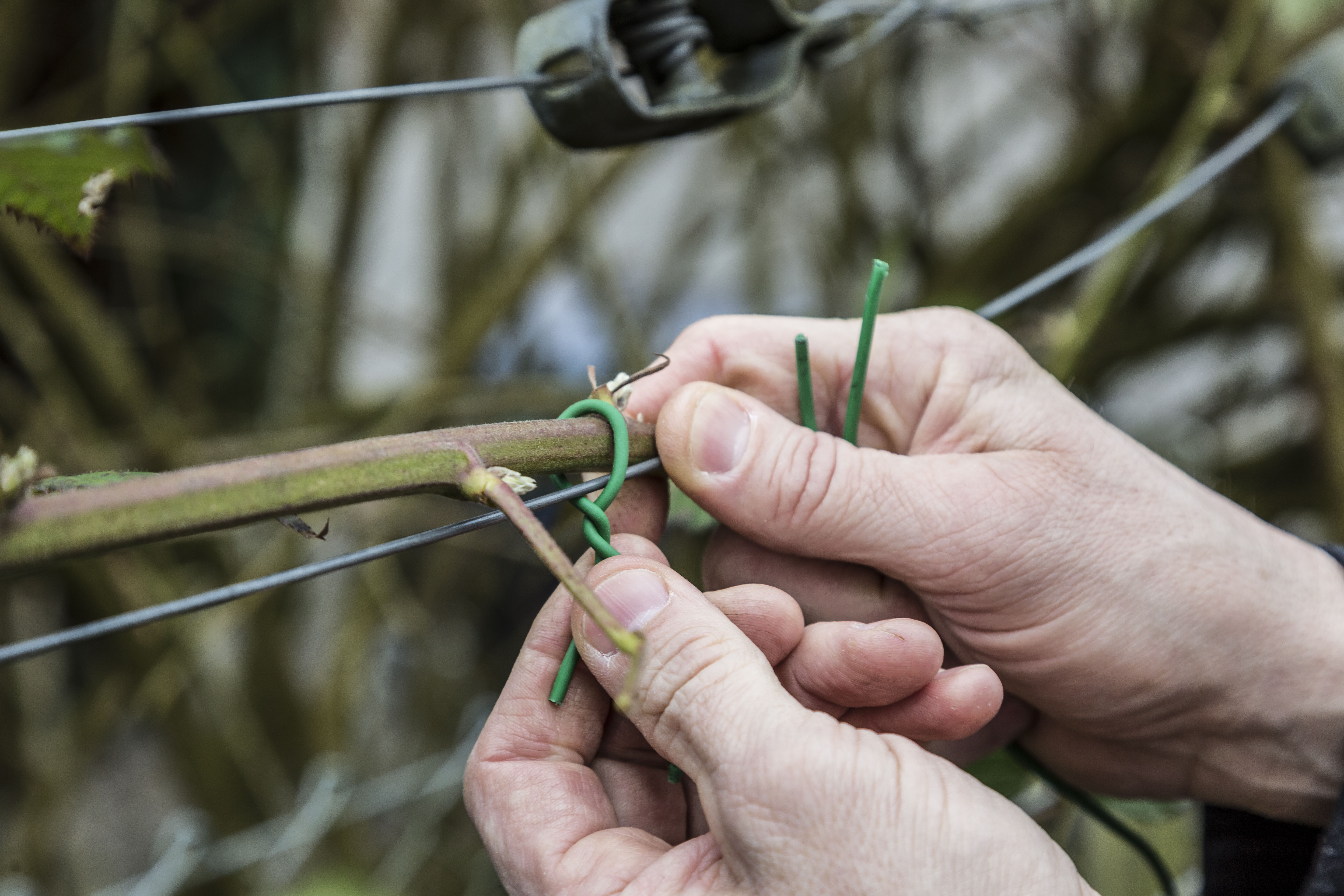 Wie du Brombeeren richtig pflanzt und erntest OBI