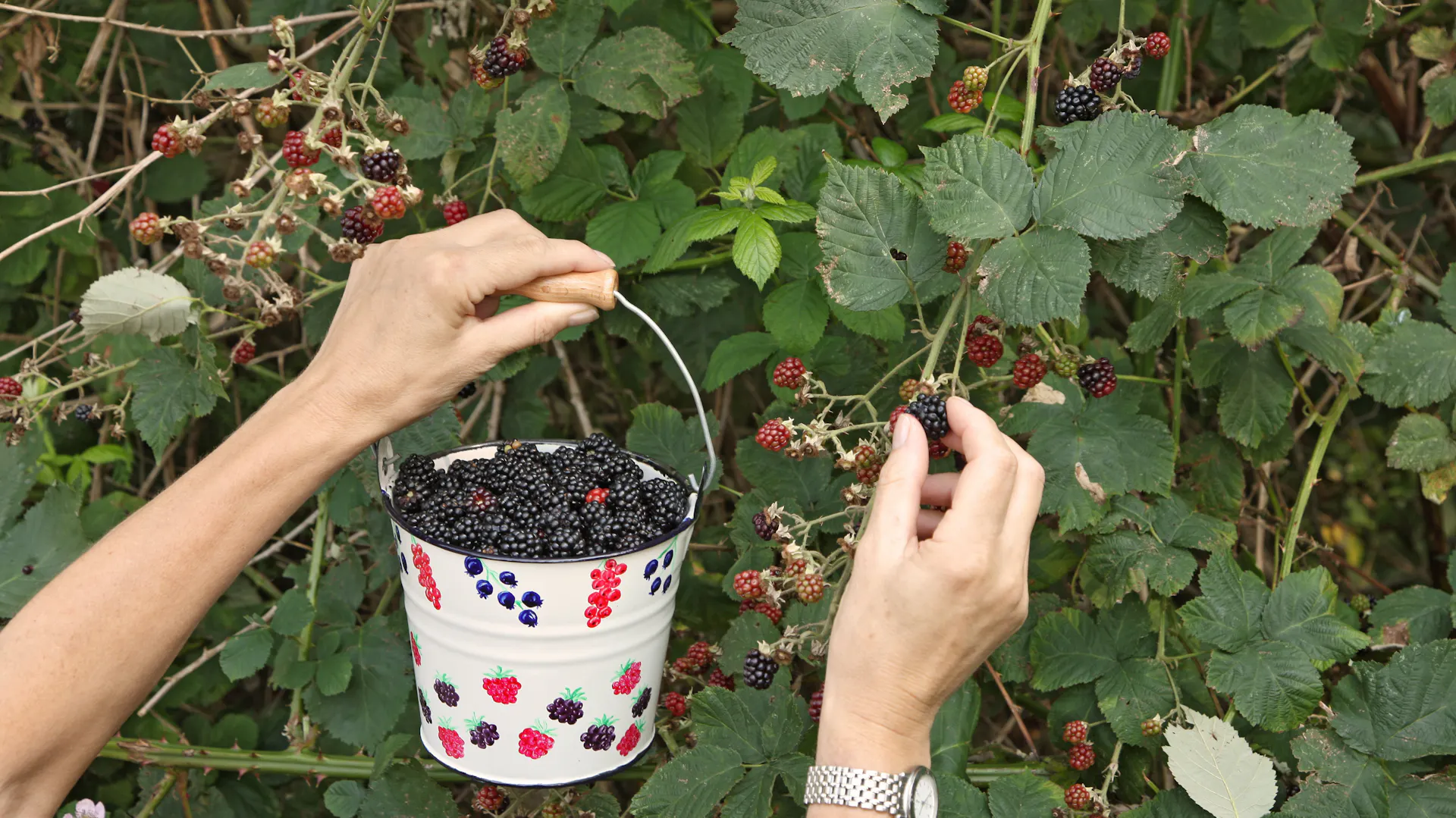Brombeeren werden geerntet.